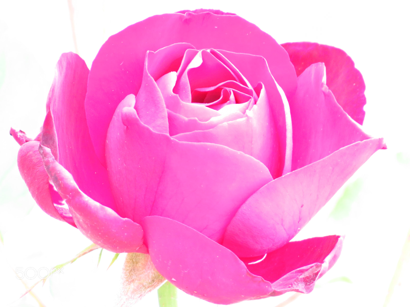 Canon PowerShot SX540 HS sample photo. Rose photography