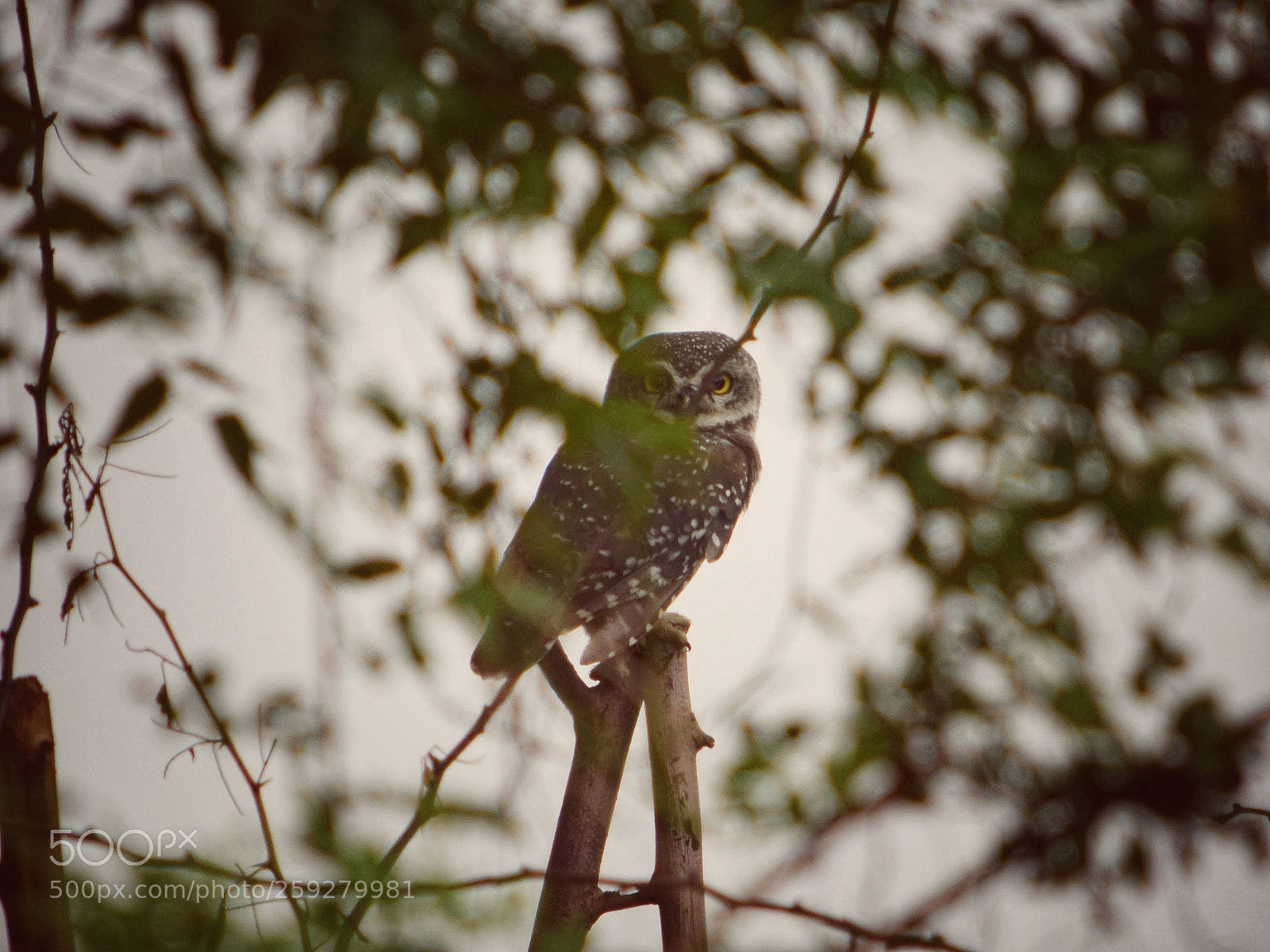 Nikon D3300 sample photo. Spotted owl photography