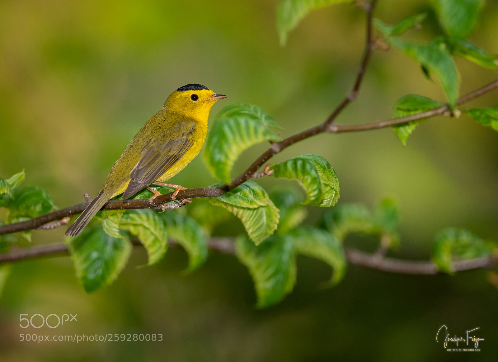Nikon D750 sample photo. Wilson's warbler photography