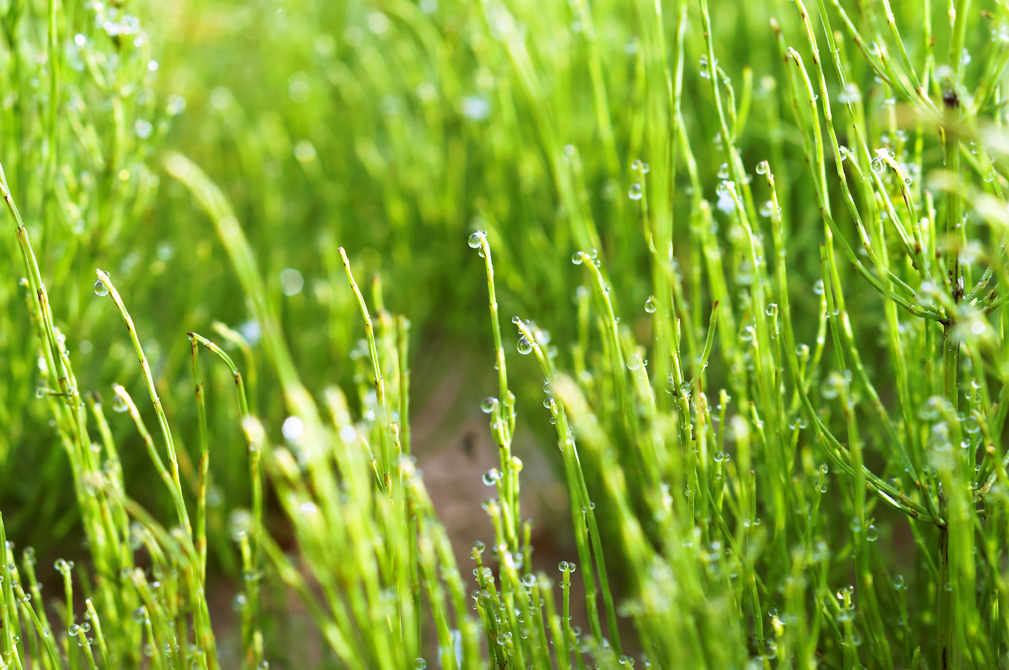 Sony Alpha NEX-3N sample photo. Equisetum stems close-up, dew drops on green equisetum, green grass stems and water drops photography
