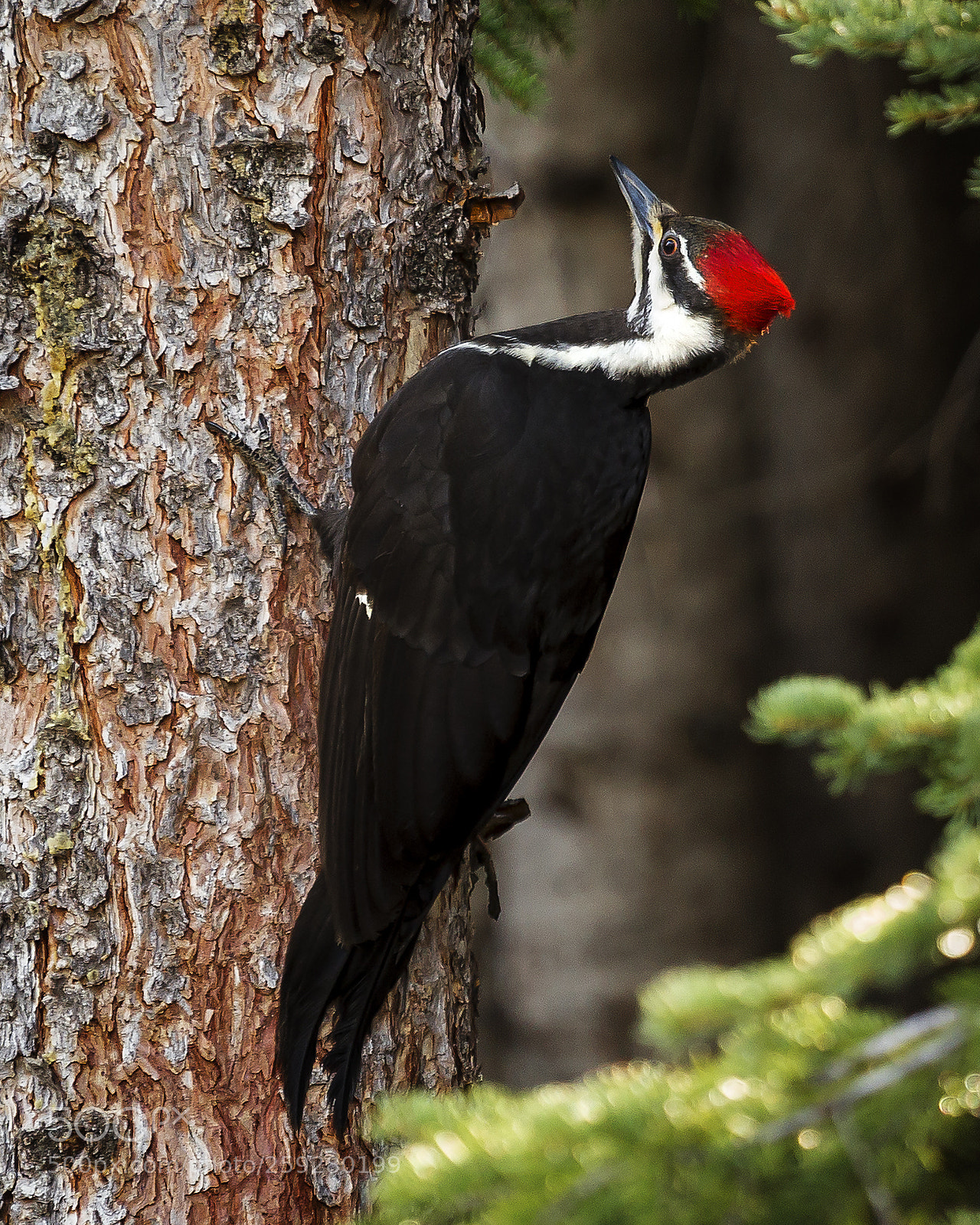 Canon EOS 6D sample photo. Pileated woodpecker photography