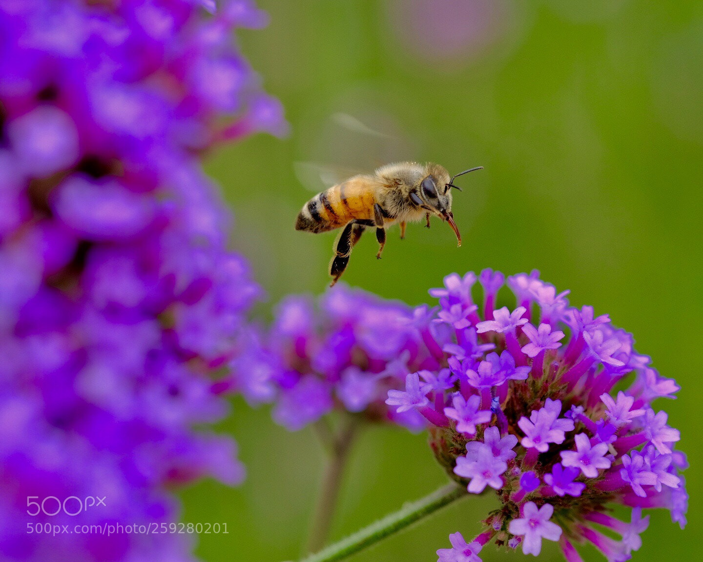 Fujifilm X-H1 sample photo. Bee photography