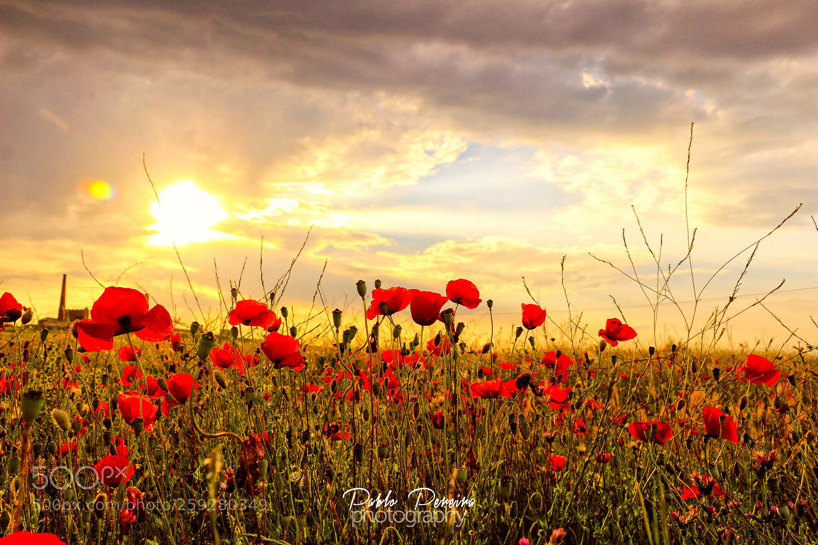 Canon EOS 700D (EOS Rebel T5i / EOS Kiss X7i) sample photo. Amapola sunshine photography