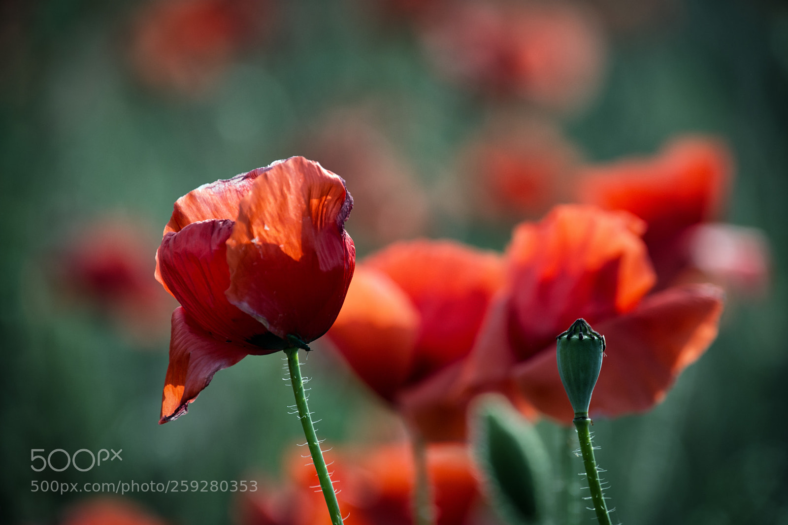 Nikon D7200 sample photo. Tarde de amapolas. caravaca photography