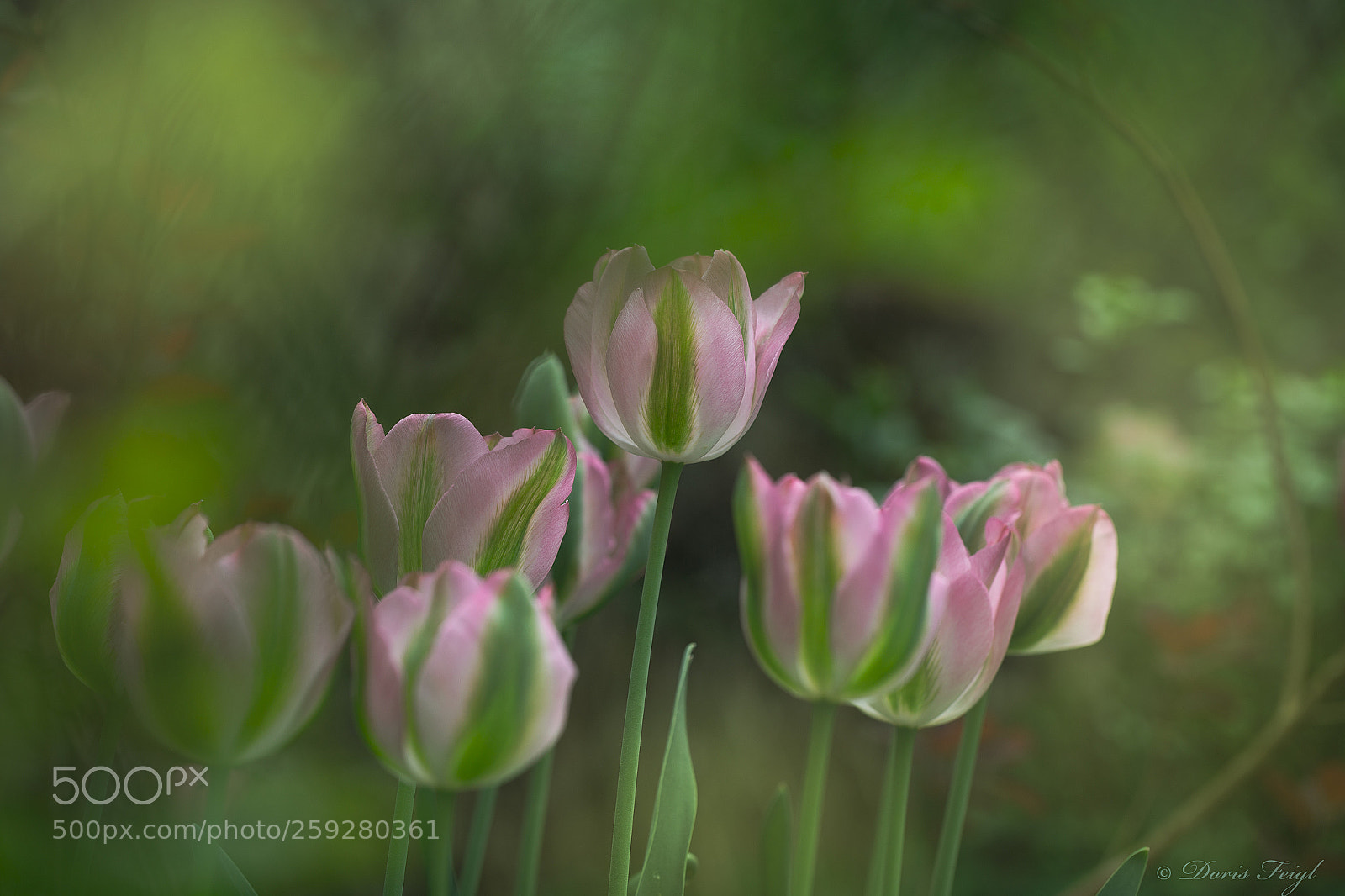 Canon EOS 6D sample photo. Tulpen photography