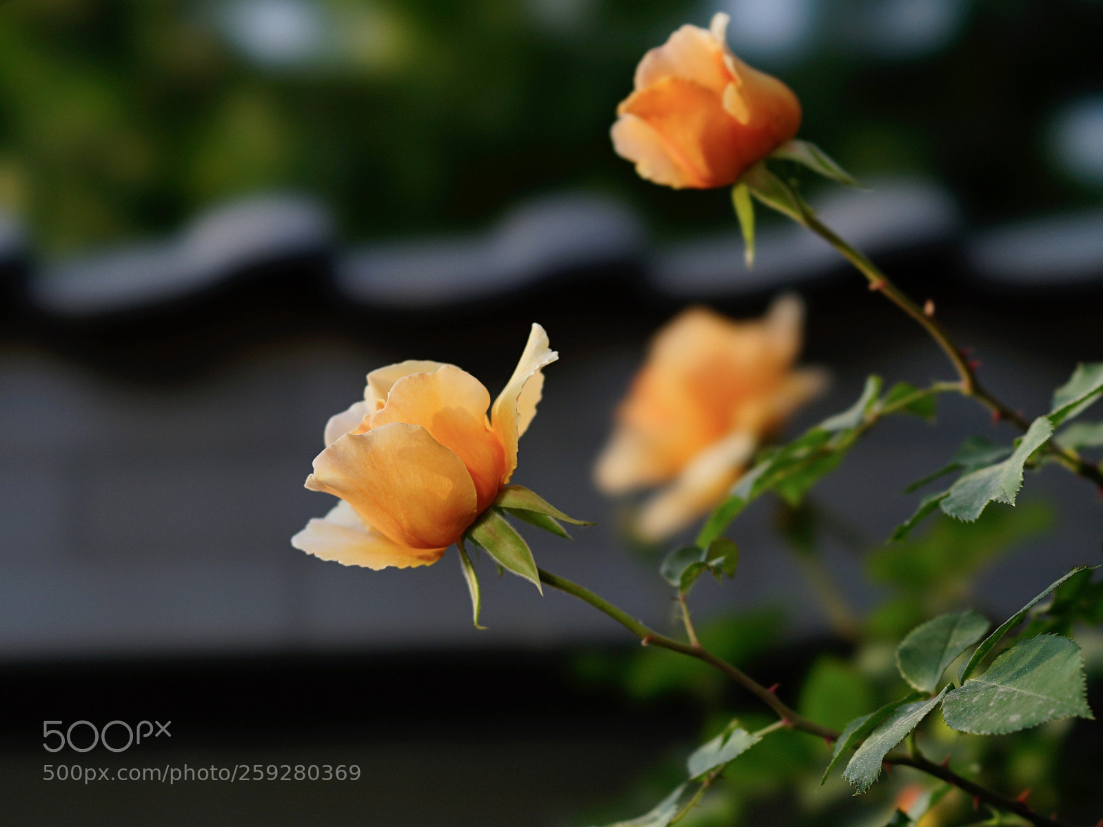 Sony a7 II sample photo. 缤纷丽影 photography