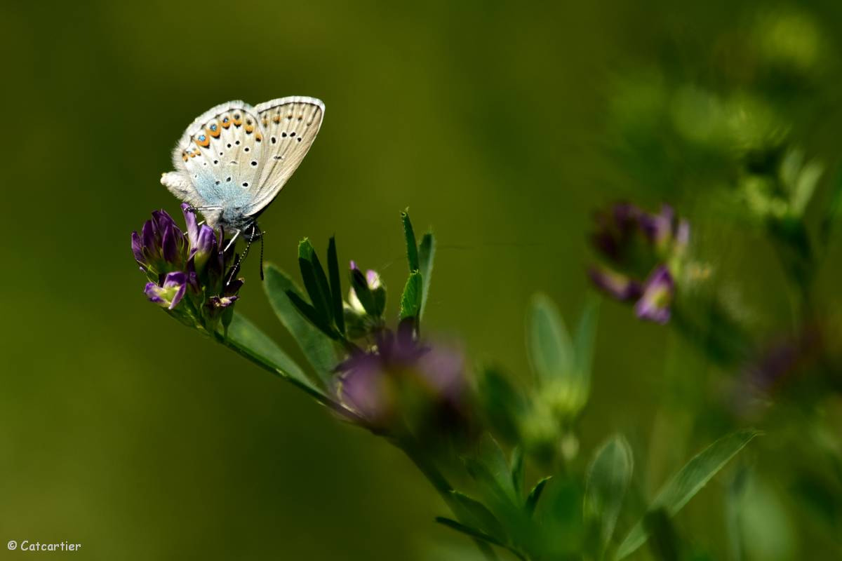 Nikon D750 + Nikon Nikkor AF-S 300mm F4E PF ED VR sample photo. Argus bleu photography