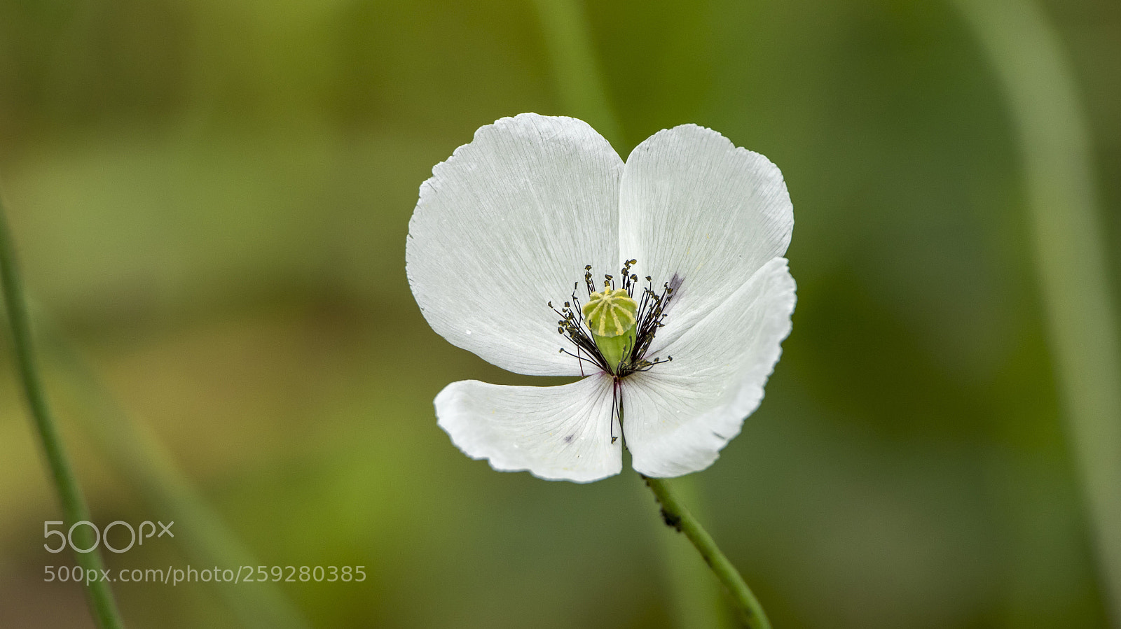 Canon EOS 7D Mark II sample photo. White poppy photography