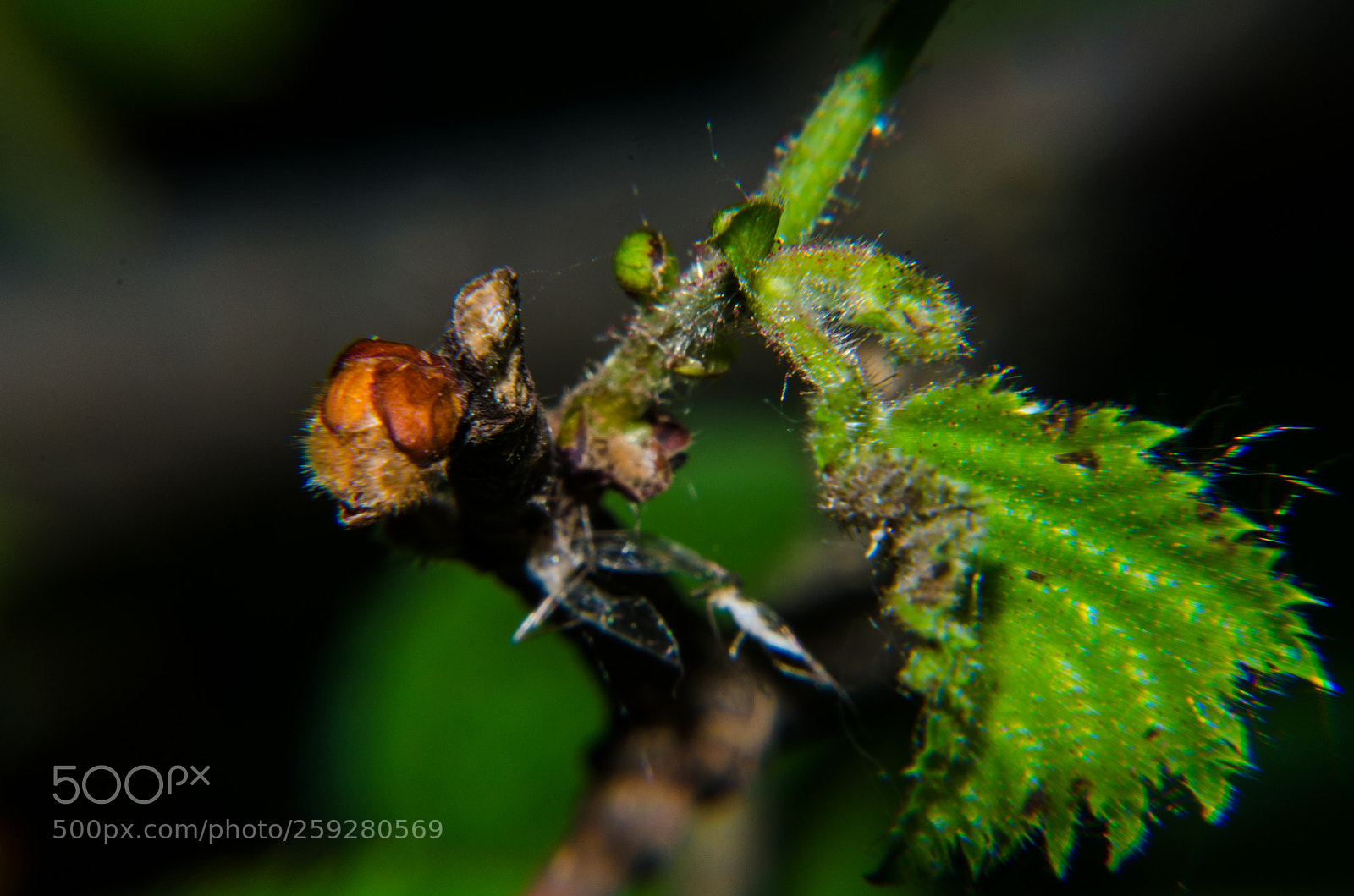 Nikon D5100 sample photo. 395 photography