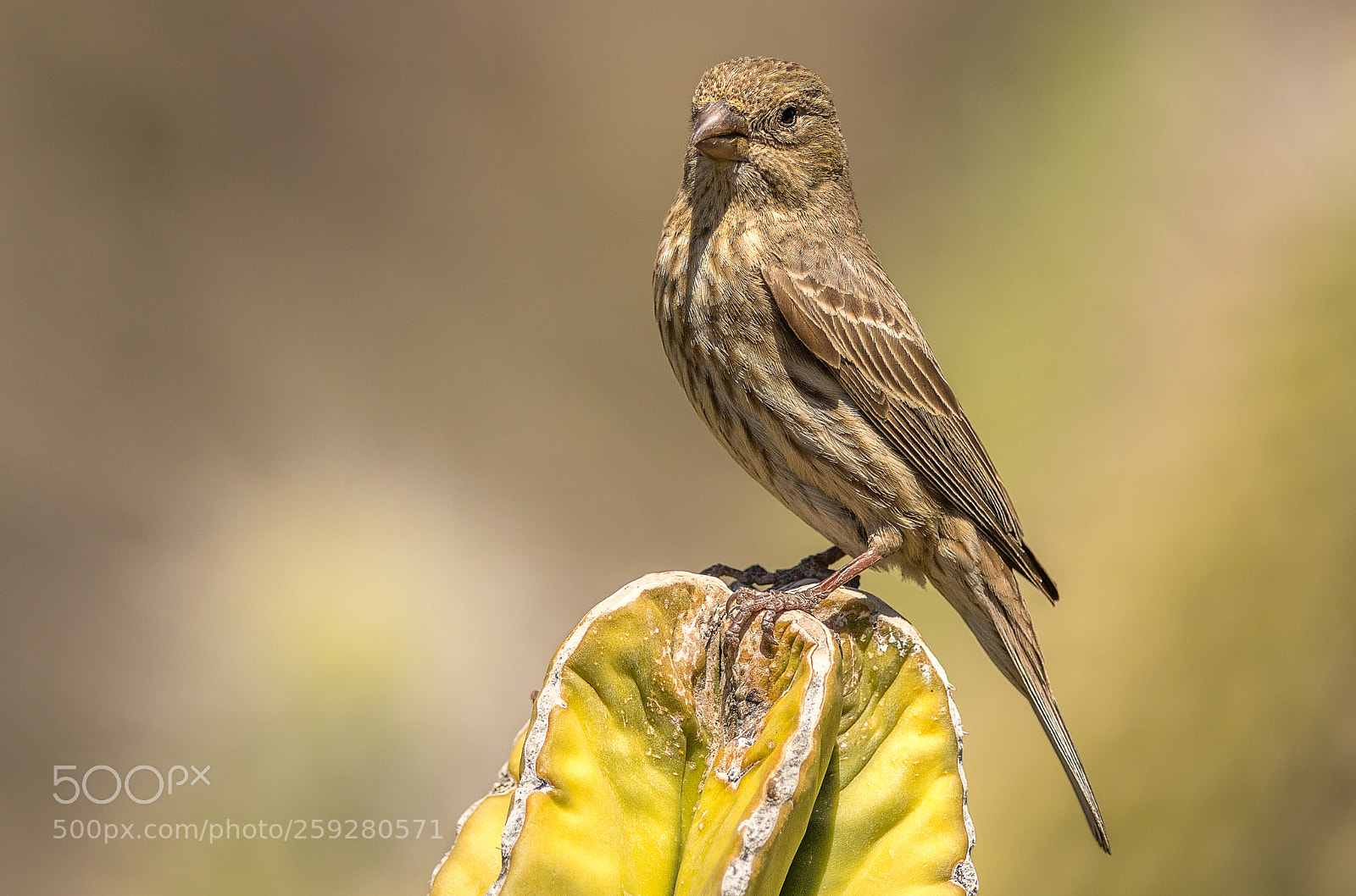 Nikon D500 sample photo. Female house finch photography