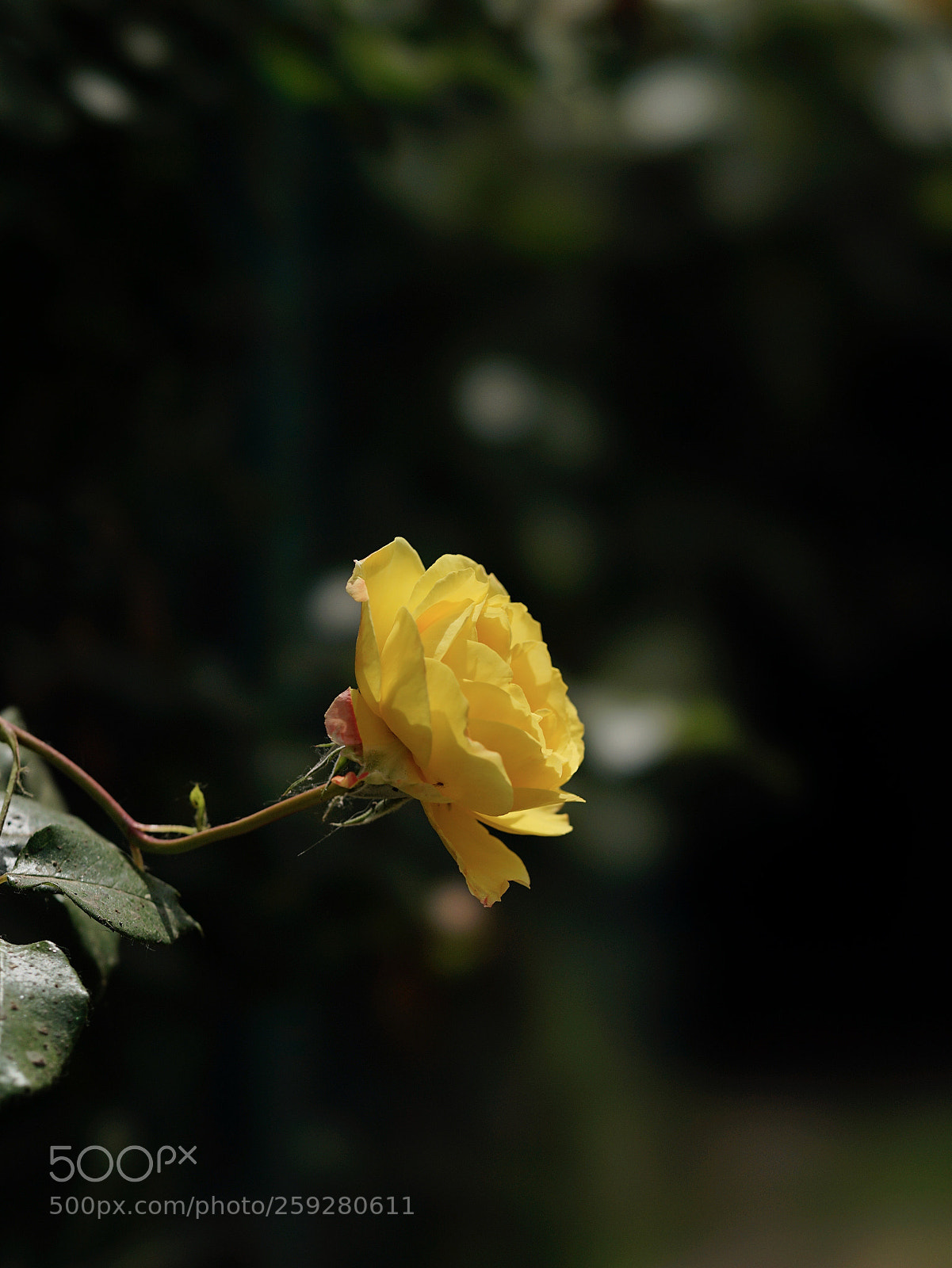 Sony a7 II sample photo. 明媚 photography
