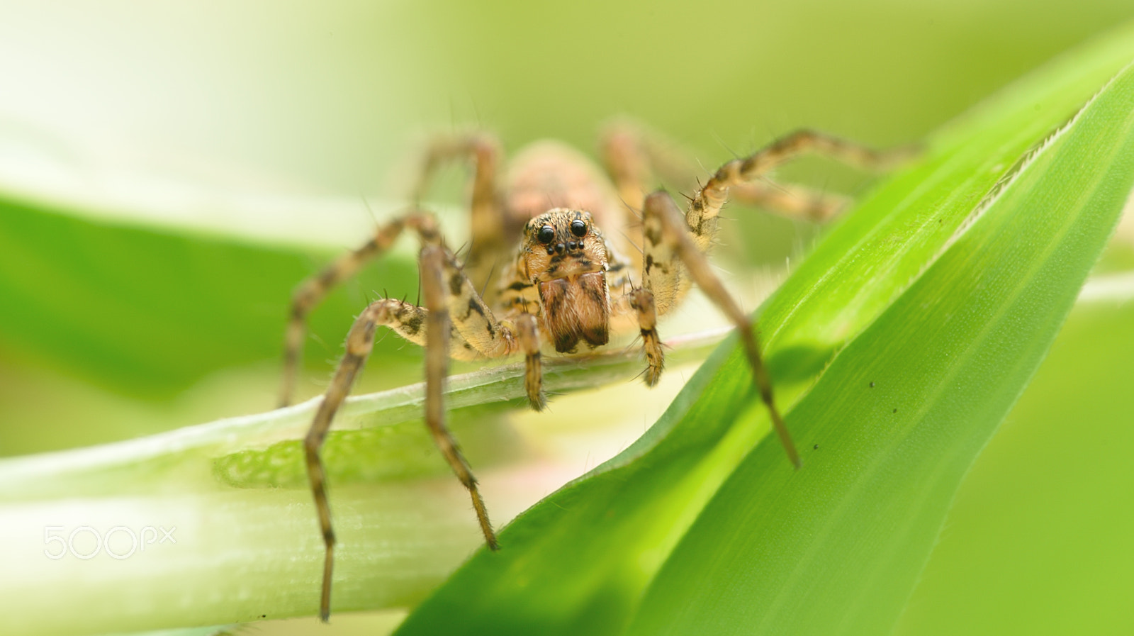 Nikon AF-S Micro-Nikkor 105mm F2.8G IF-ED VR sample photo. Spider photography