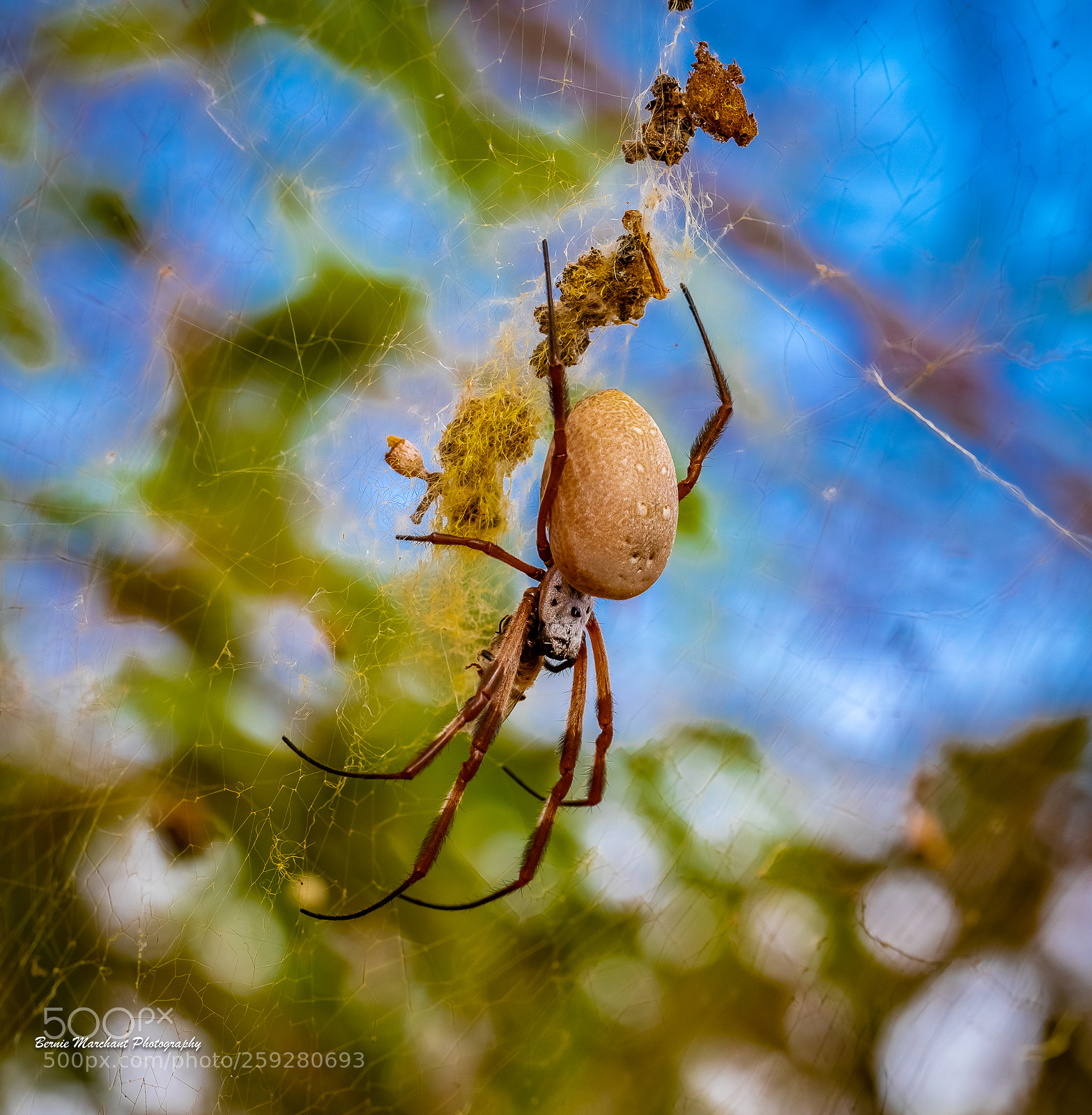 Canon EOS 5D Mark IV sample photo. Hungry golden orb spider photography