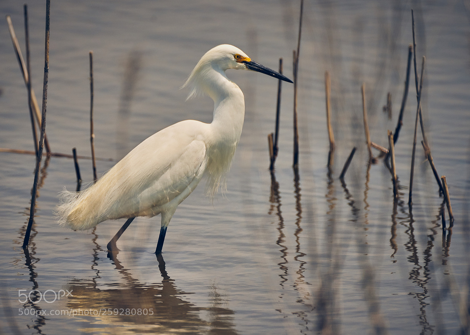 Sony a7R III sample photo. Snowy egret photography