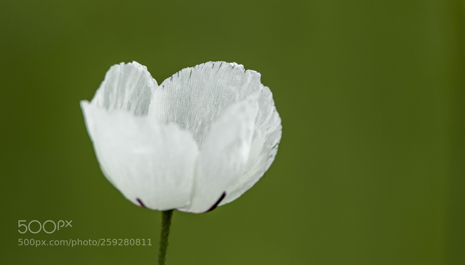 Canon EOS 7D Mark II sample photo. White poppy photography