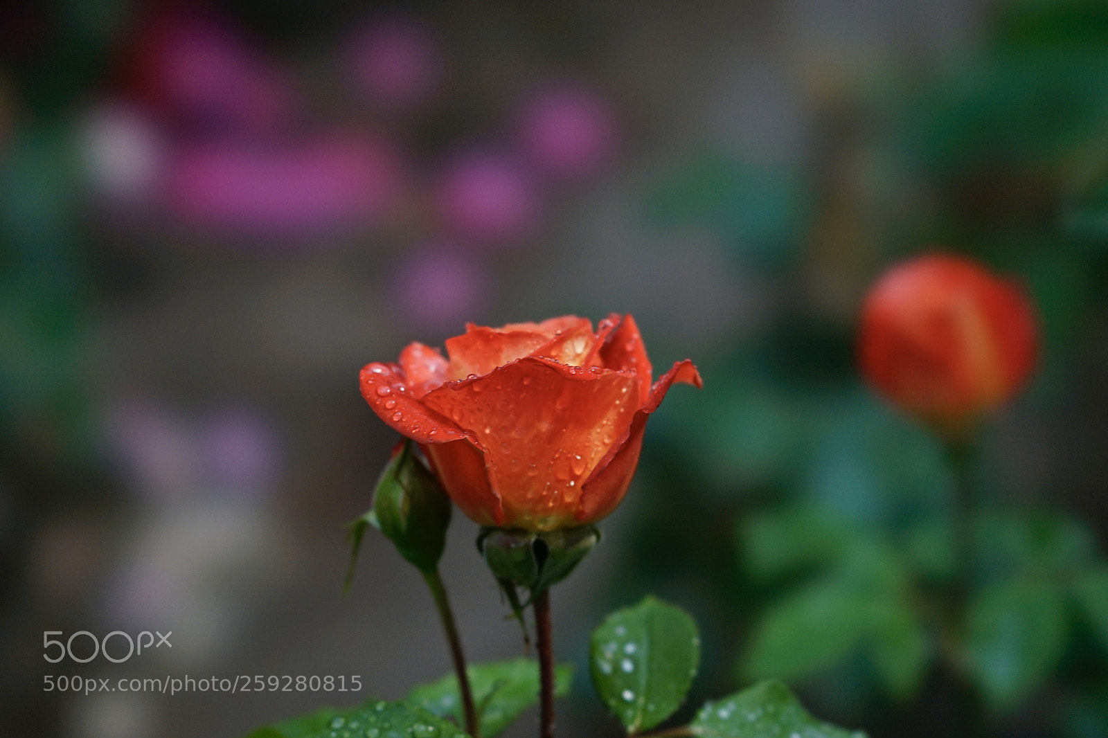 Sony a7 II sample photo. 雨露 photography