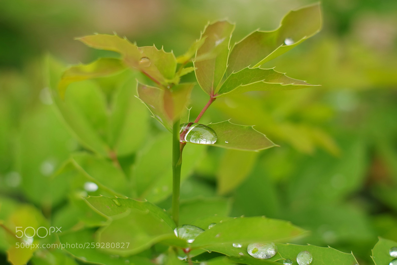 Pentax K-S2 sample photo. Spring rain photography