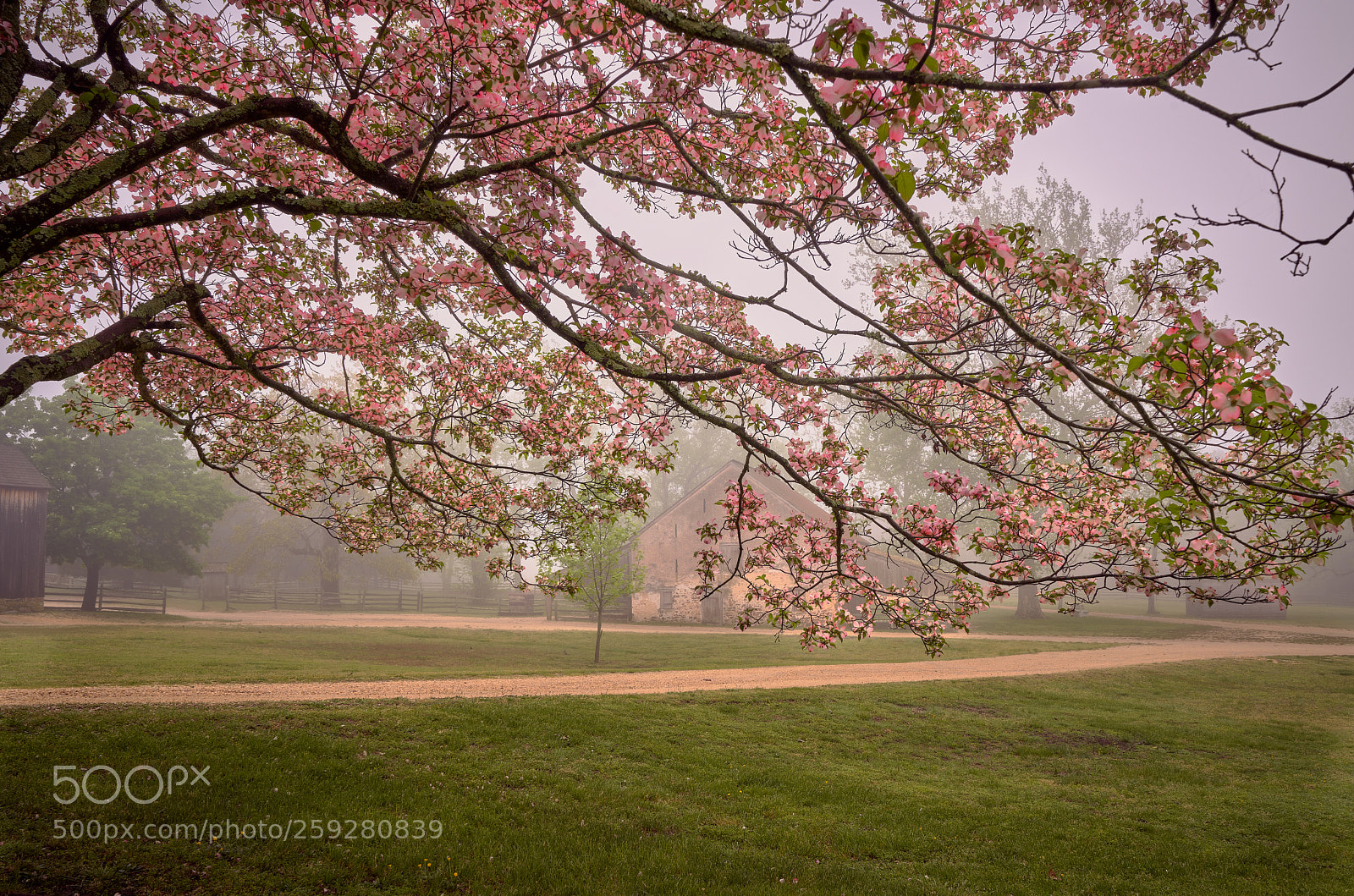 Sony a7R III sample photo. Morning fog lifting over photography