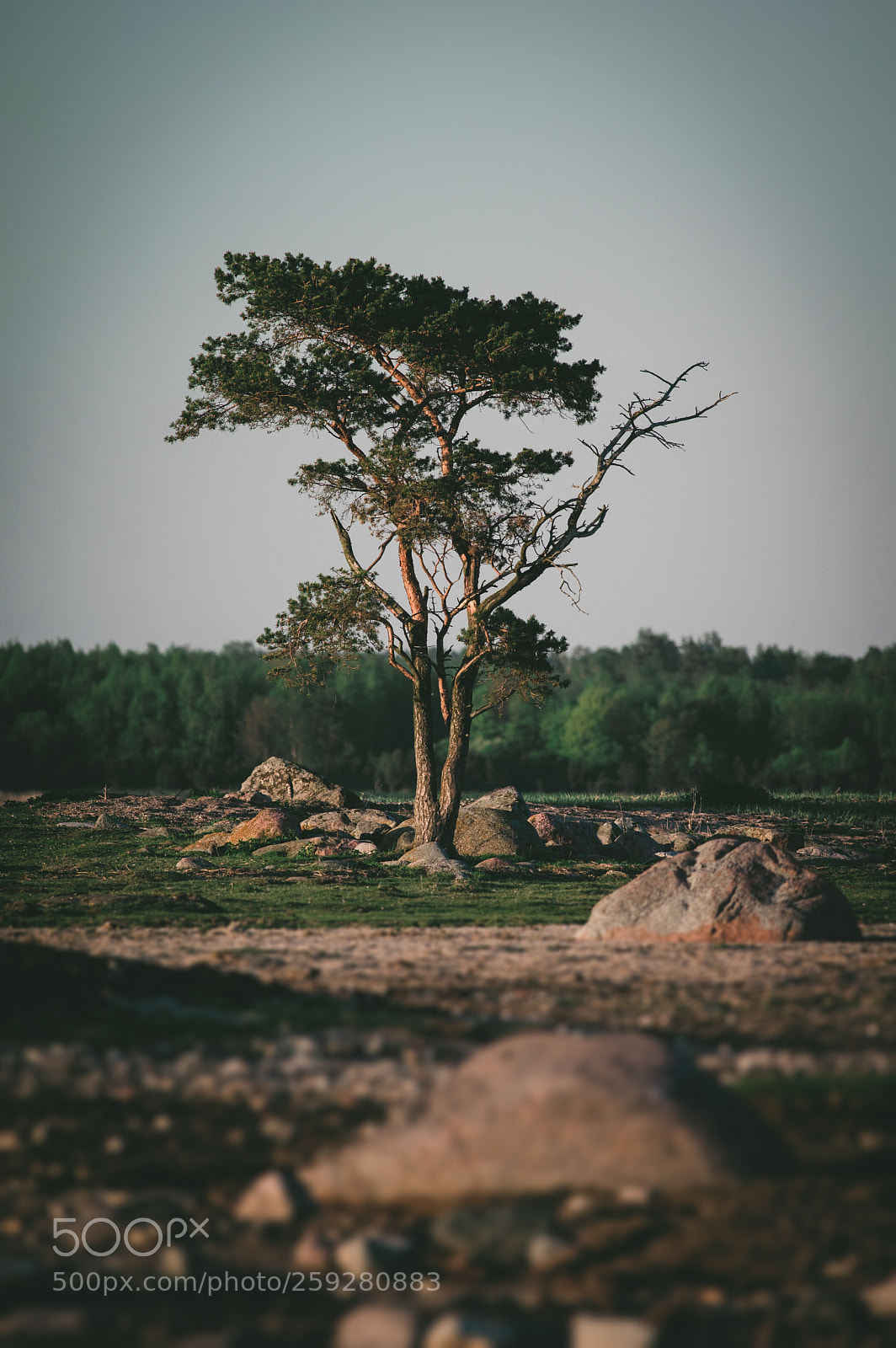 Pentax K-3 sample photo. Survivor photography