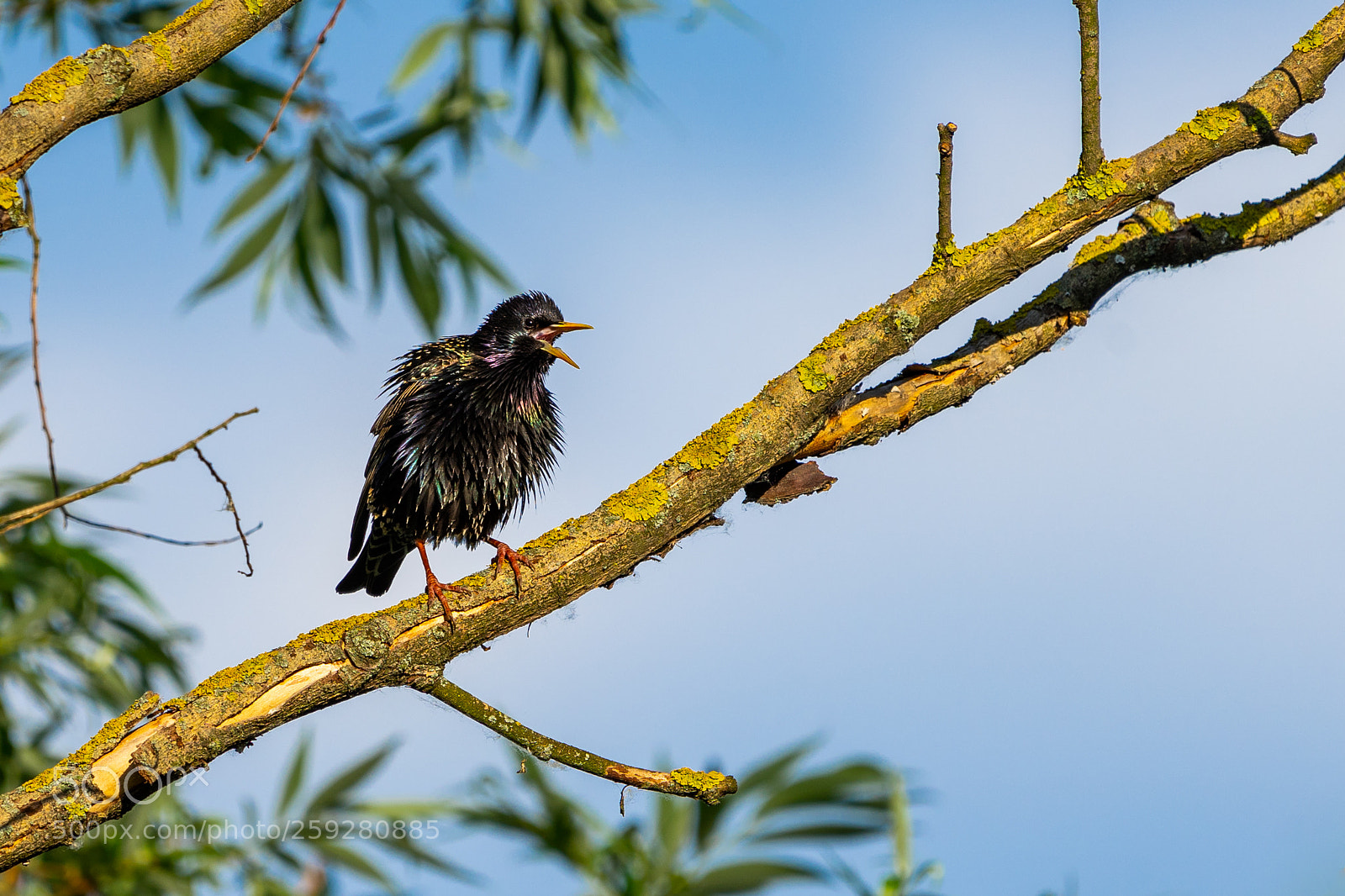 Sony a7 II sample photo. Ruffled starling photography