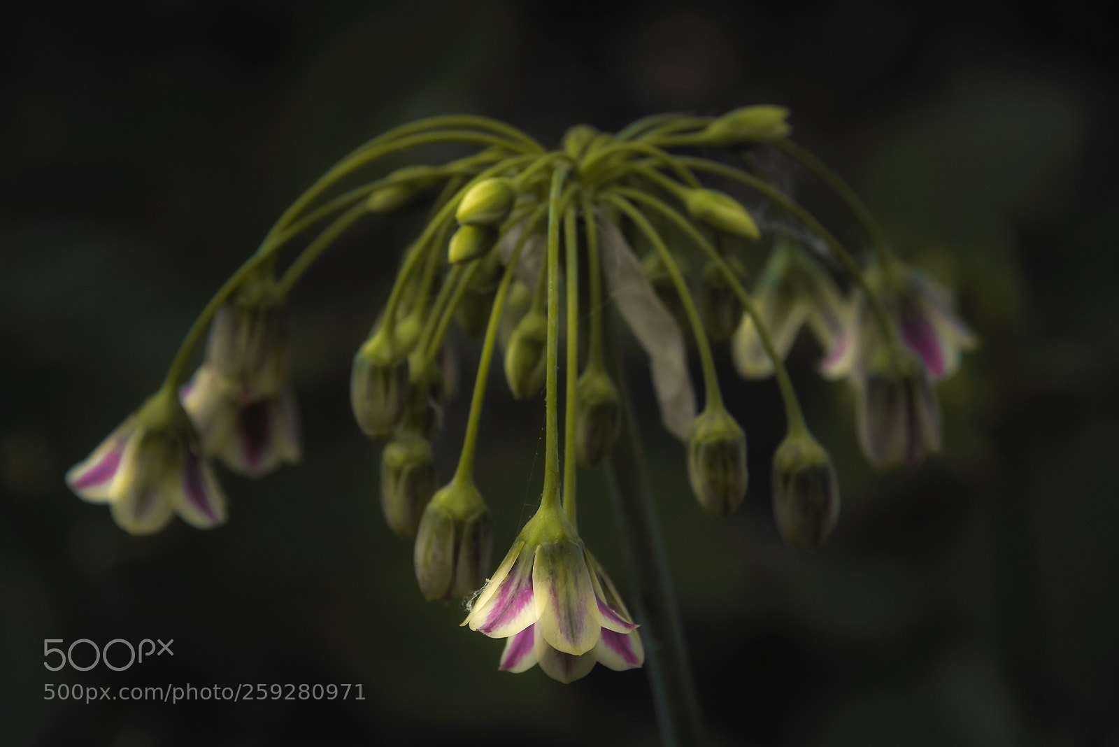Nikon D810 sample photo. Flower fountain photography