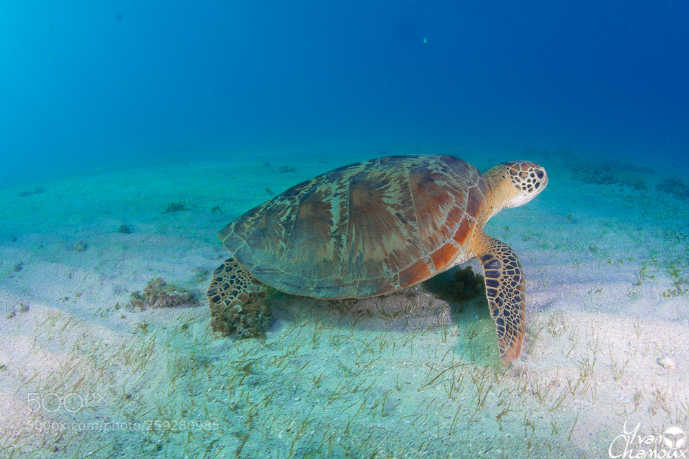 Nikon D7200 sample photo. Turtle bay photography