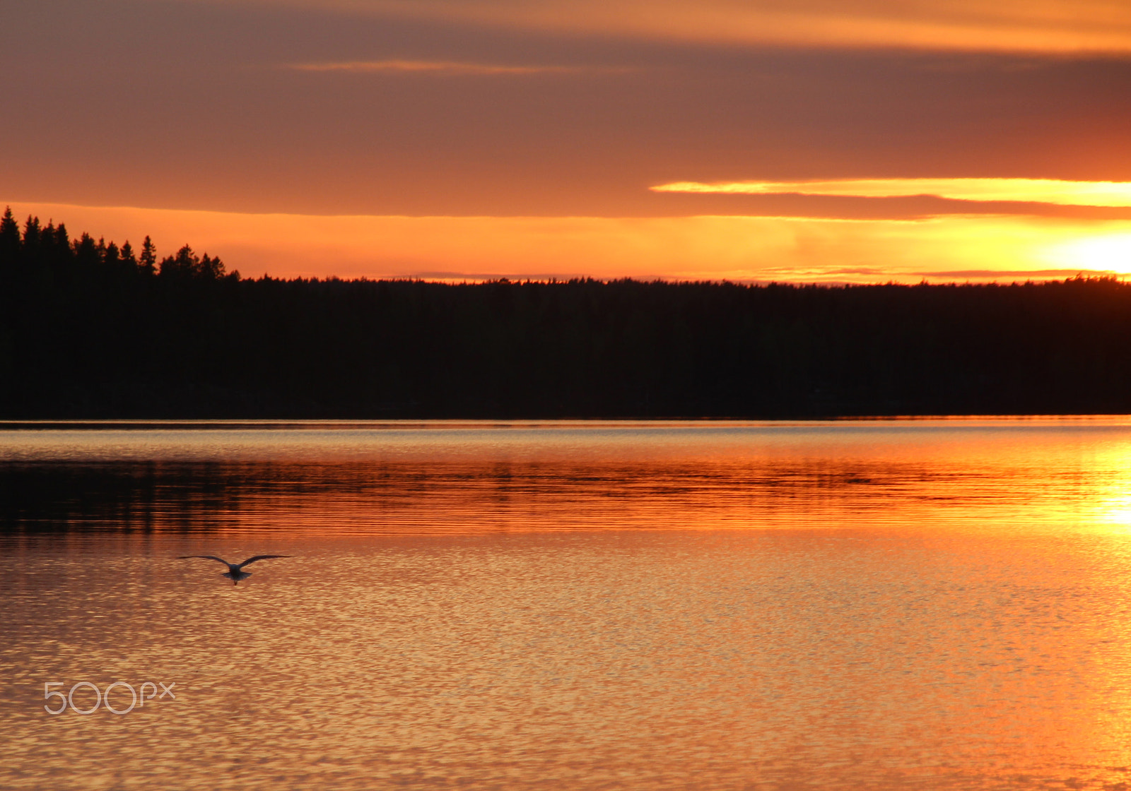 Canon EOS 700D (EOS Rebel T5i / EOS Kiss X7i) + Sigma 18-200mm f/3.5-6.3 DC OS sample photo. The sunset, seagull and so calm lake. photography