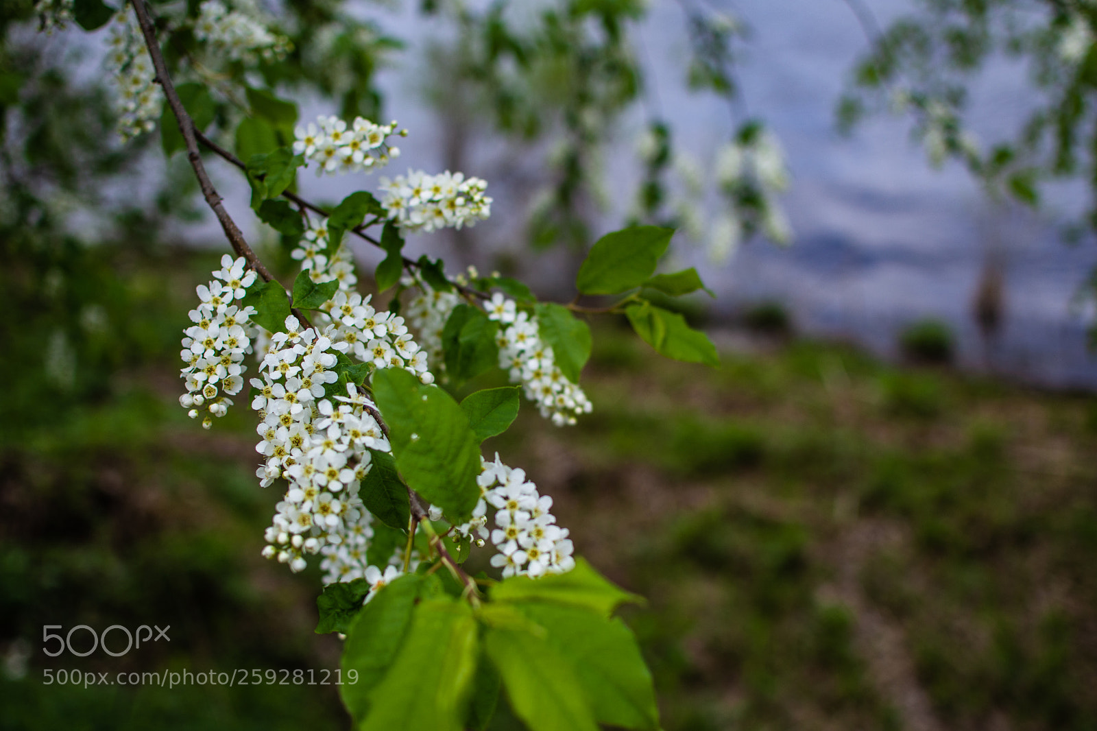 Nikon D7200 sample photo. Blooming bird cherry. photography
