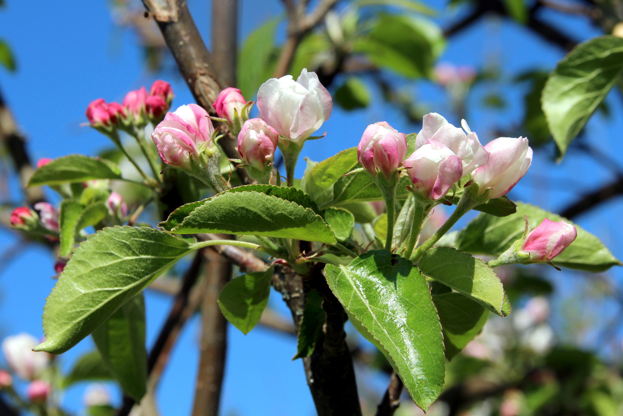 Canon EOS 700D (EOS Rebel T5i / EOS Kiss X7i) + Sigma 18-200mm f/3.5-6.3 DC OS sample photo. The flowers of apple tree. photography