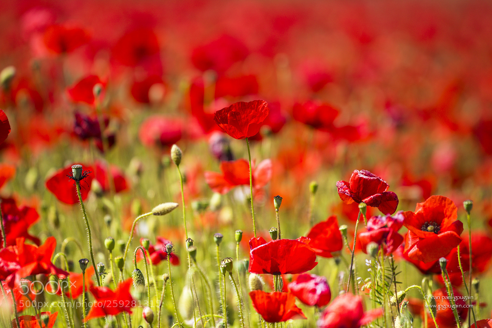 Nikon D750 sample photo. Voir rouge ... photography