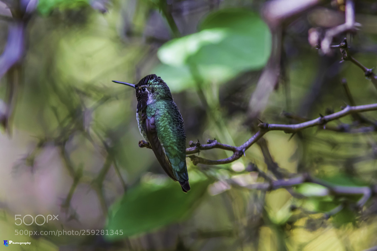 Canon EOS 7D sample photo. Costa's hummingbird photography
