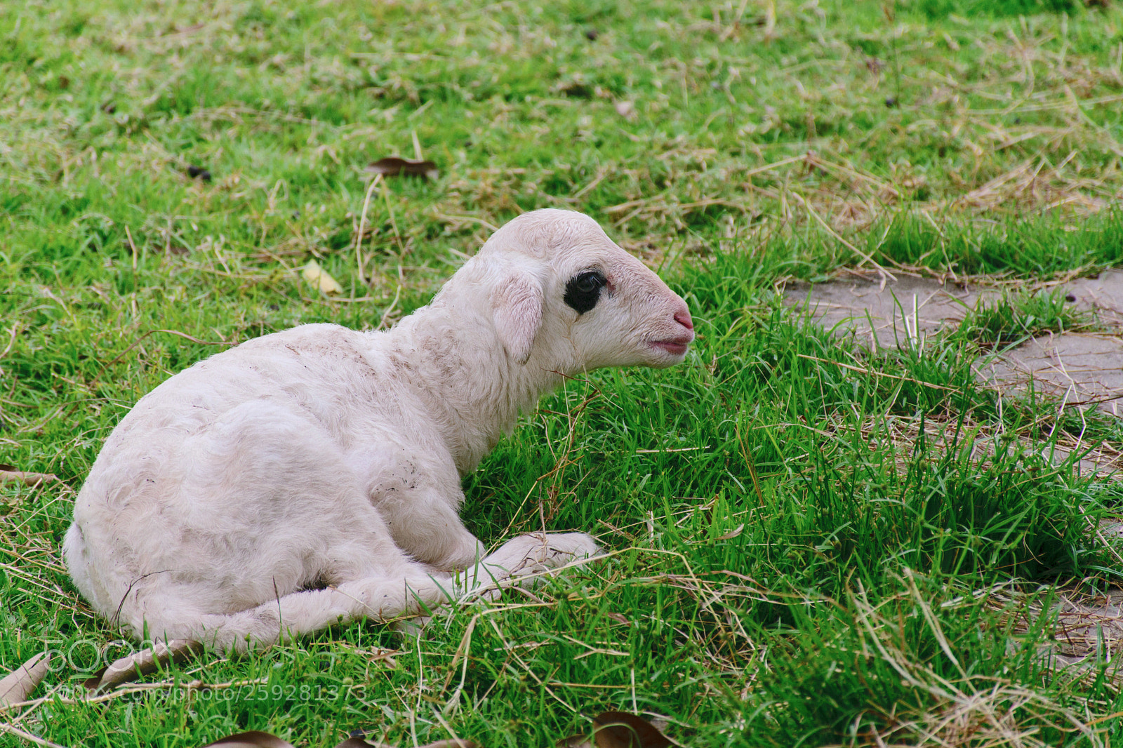 Nikon D5300 sample photo. Cute little lamb. photography
