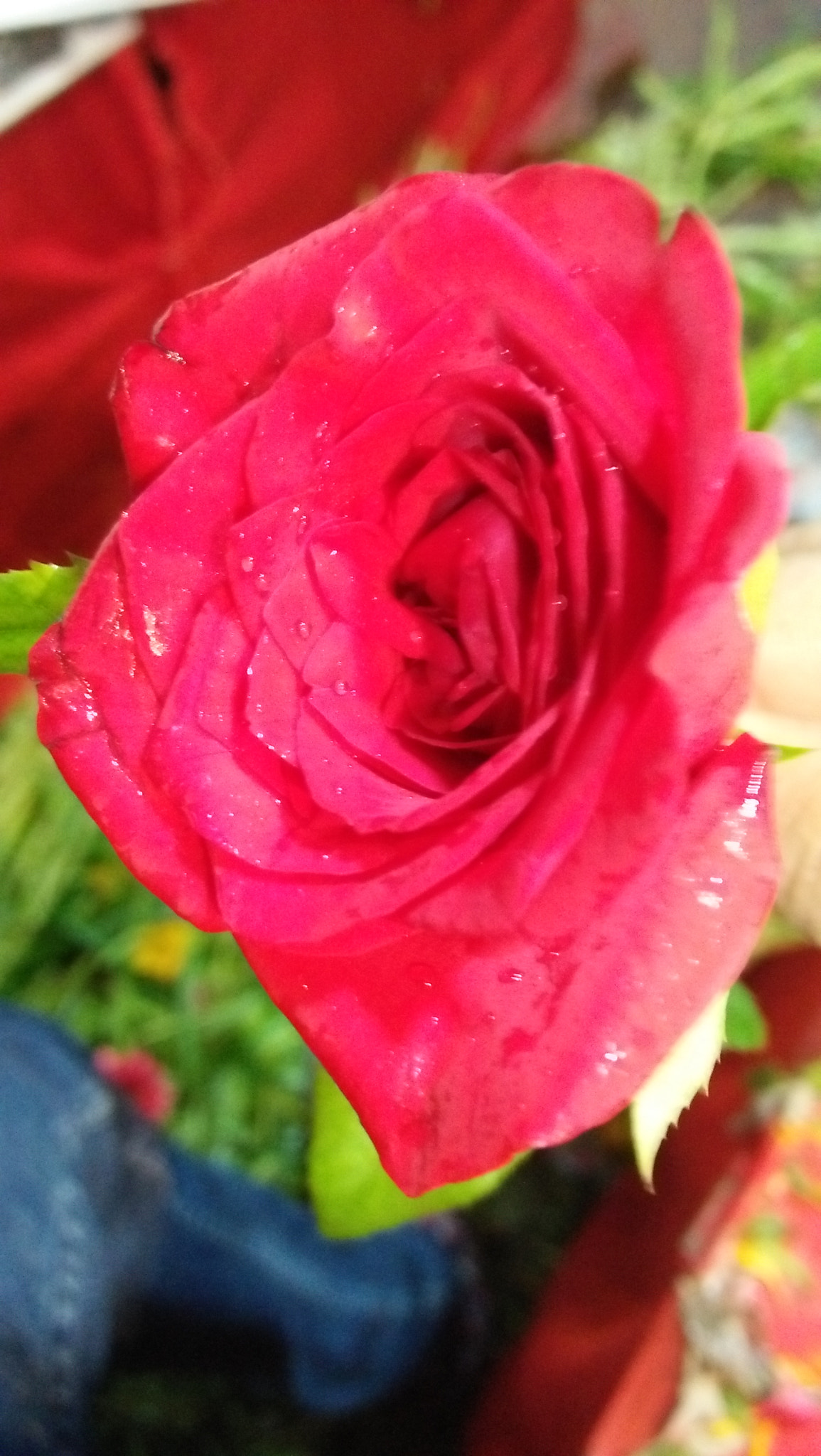 OPPO A37fw-International sample photo. Rose photography