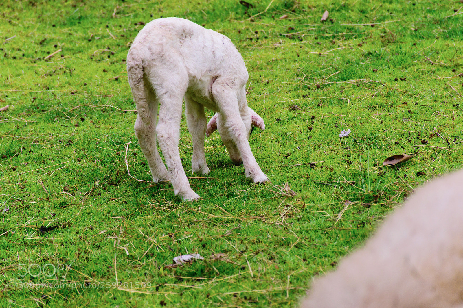 Nikon D5300 sample photo. Grazing. photography