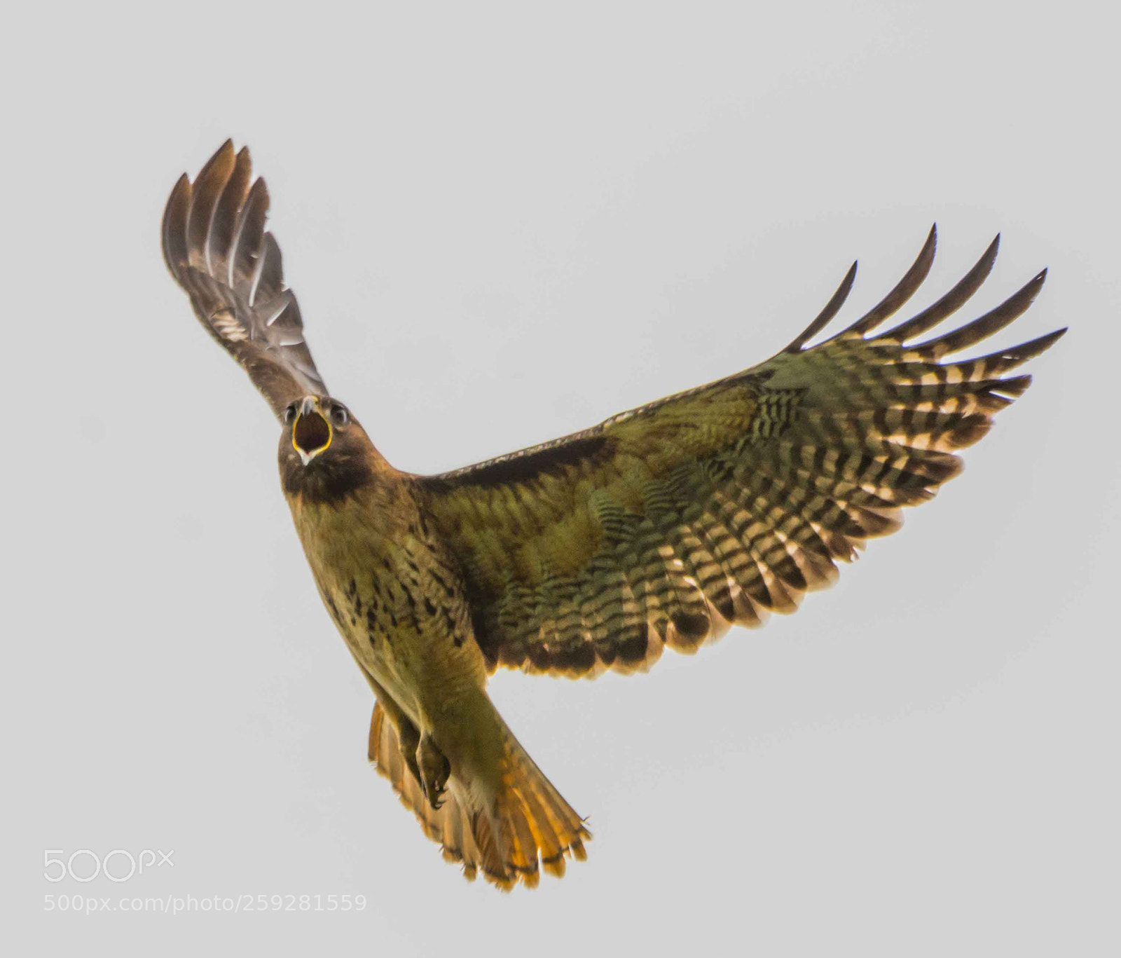 Nikon D7200 sample photo. Mad hawk photography