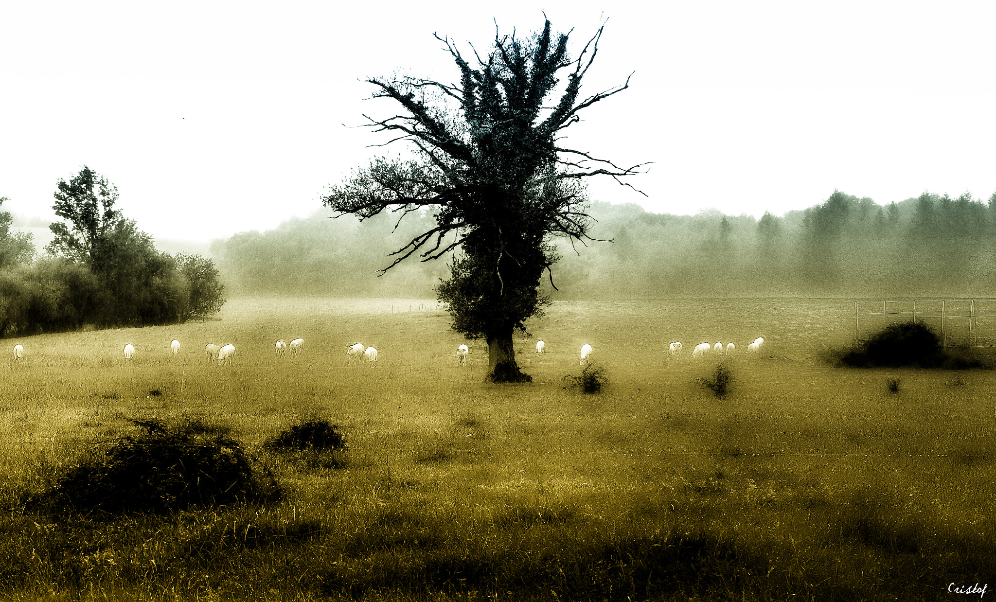 Sigma sd Quattro sample photo. Moutons dans la brume ;-) photography