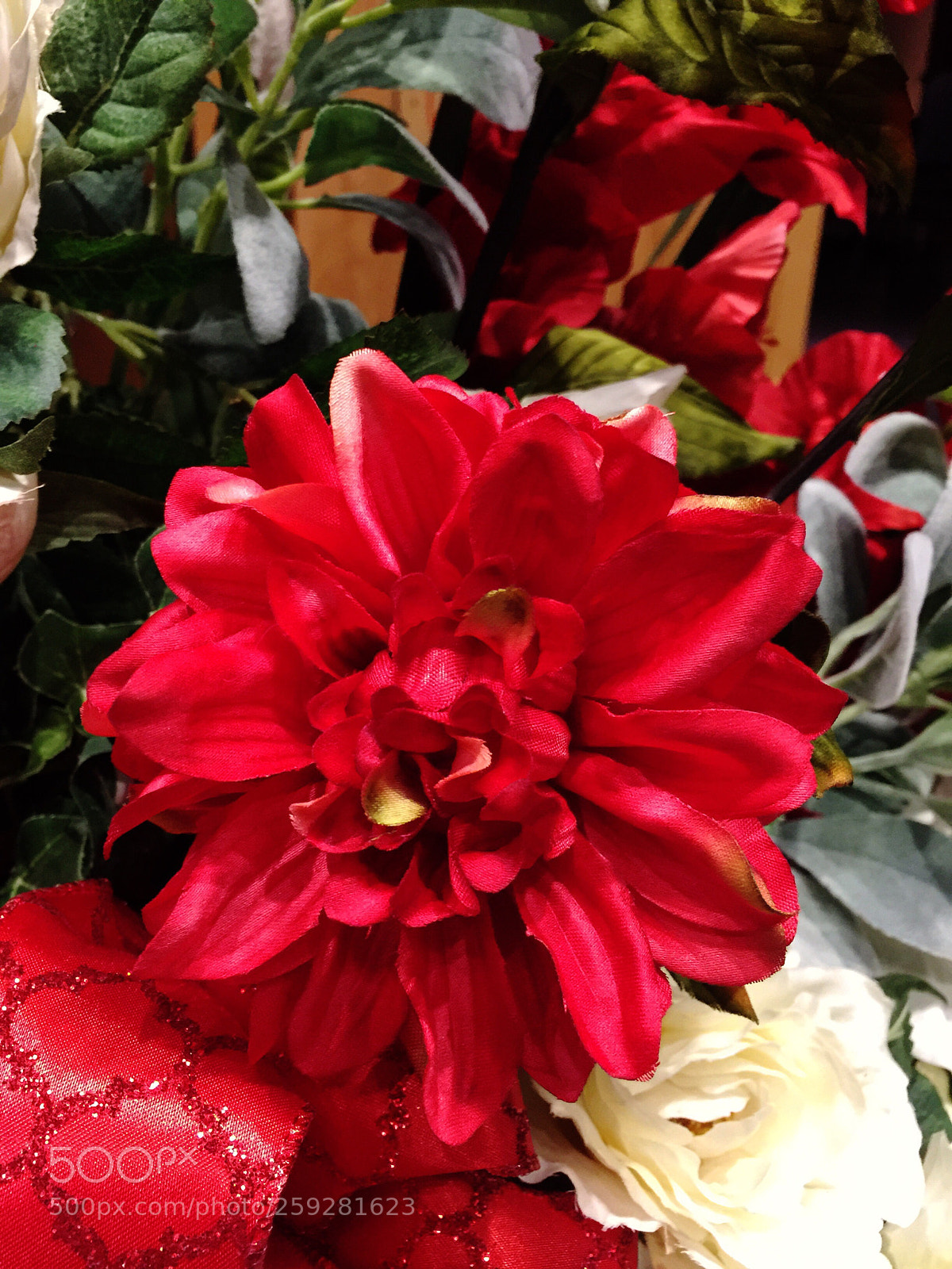 Apple iPhone 6 Plus sample photo. Today’s flower ?  photography