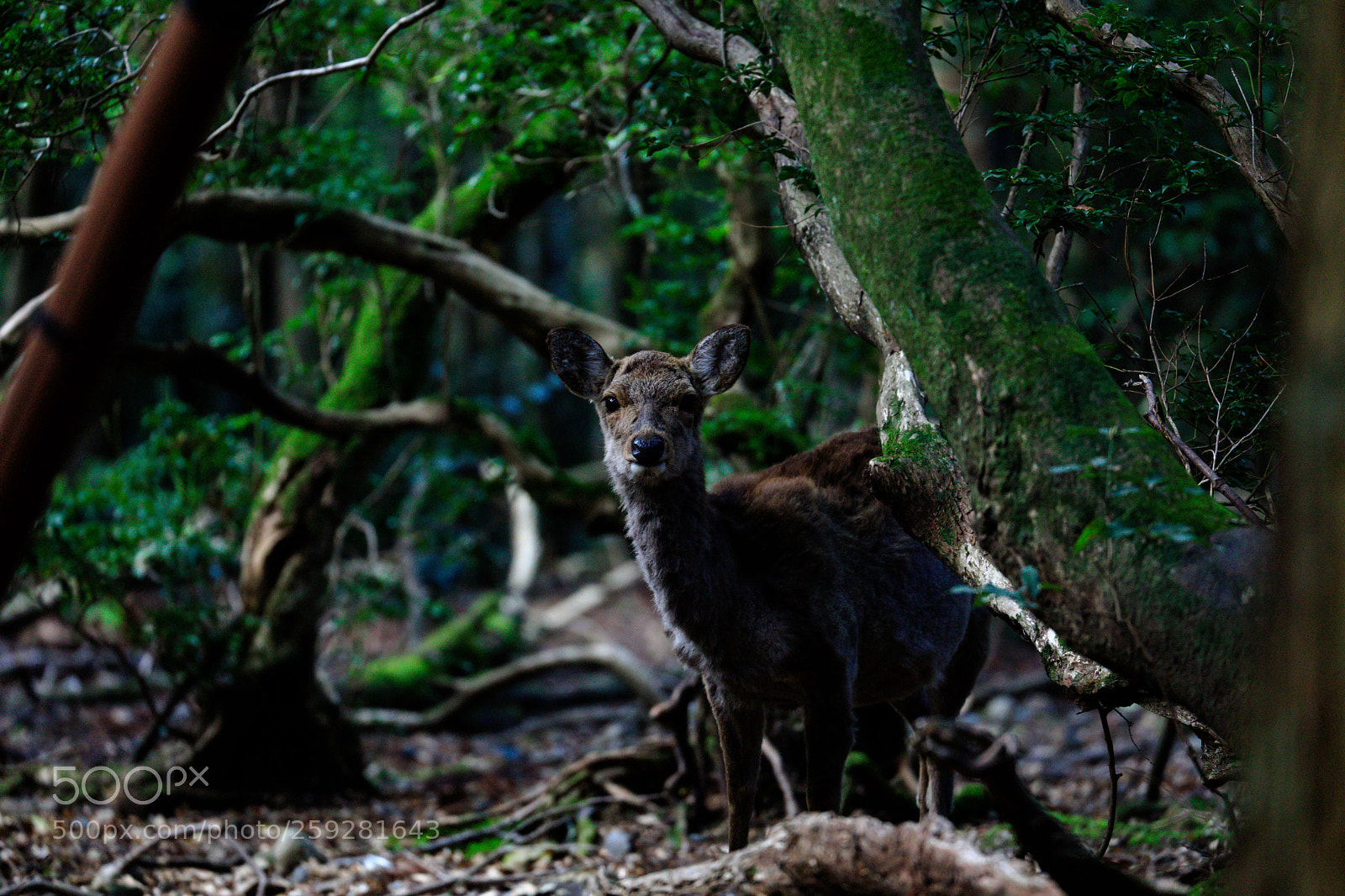 Canon EOS 5D Mark IV sample photo. A deer photography