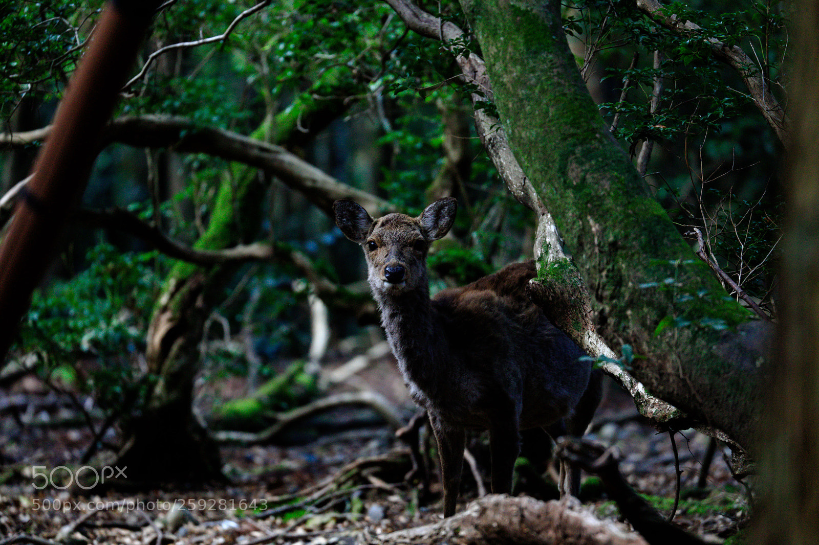 Canon EOS 5D Mark IV sample photo. A deer photography