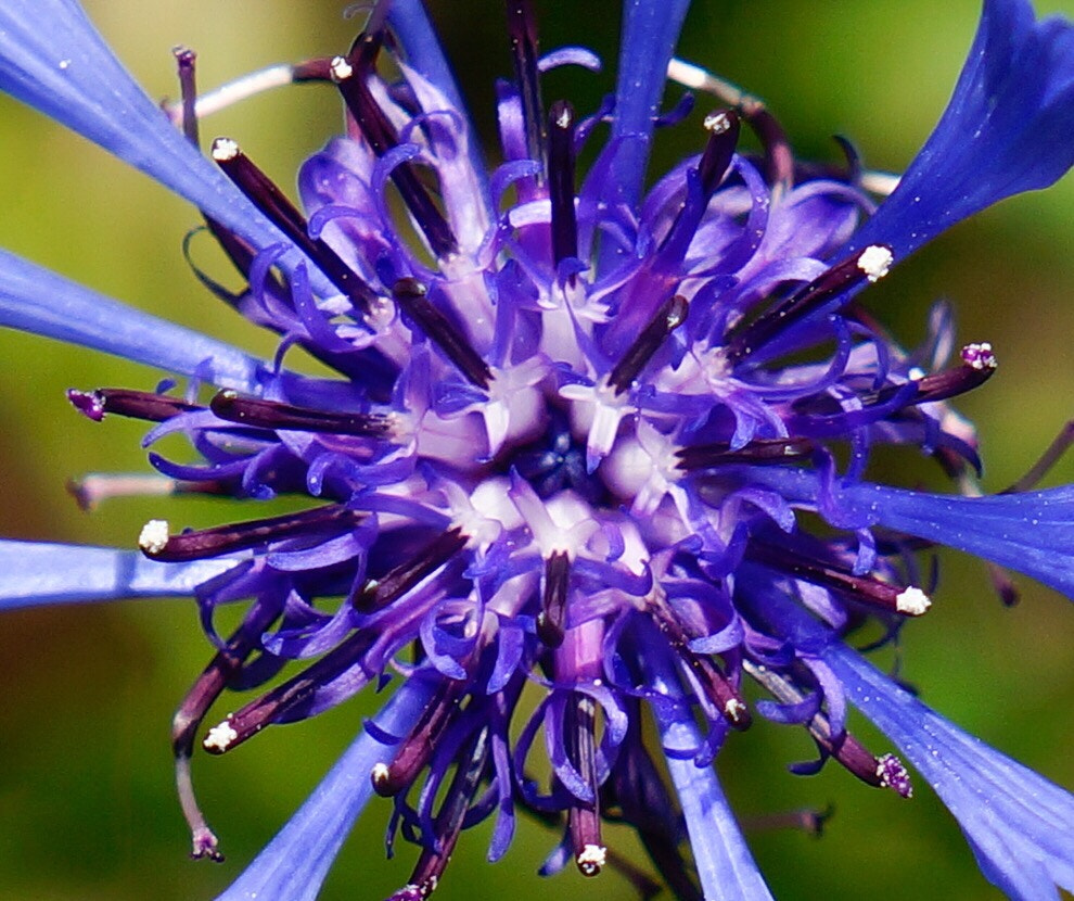 Sony Alpha NEX-7 sample photo. Die kleine welt der blumen  photography