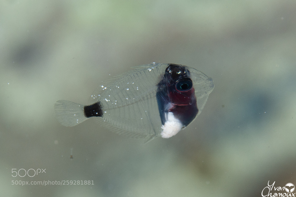 Nikon D7200 sample photo. Very little fish photography