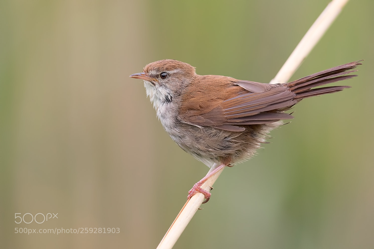 Canon EOS 5D Mark IV sample photo. Cetti's warbler - usignolo photography