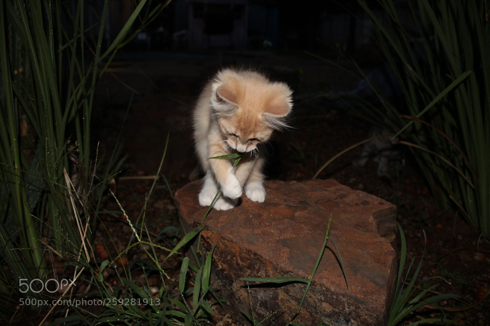 Canon EOS 1300D (EOS Rebel T6 / EOS Kiss X80) sample photo. Kitten smelling flower photography