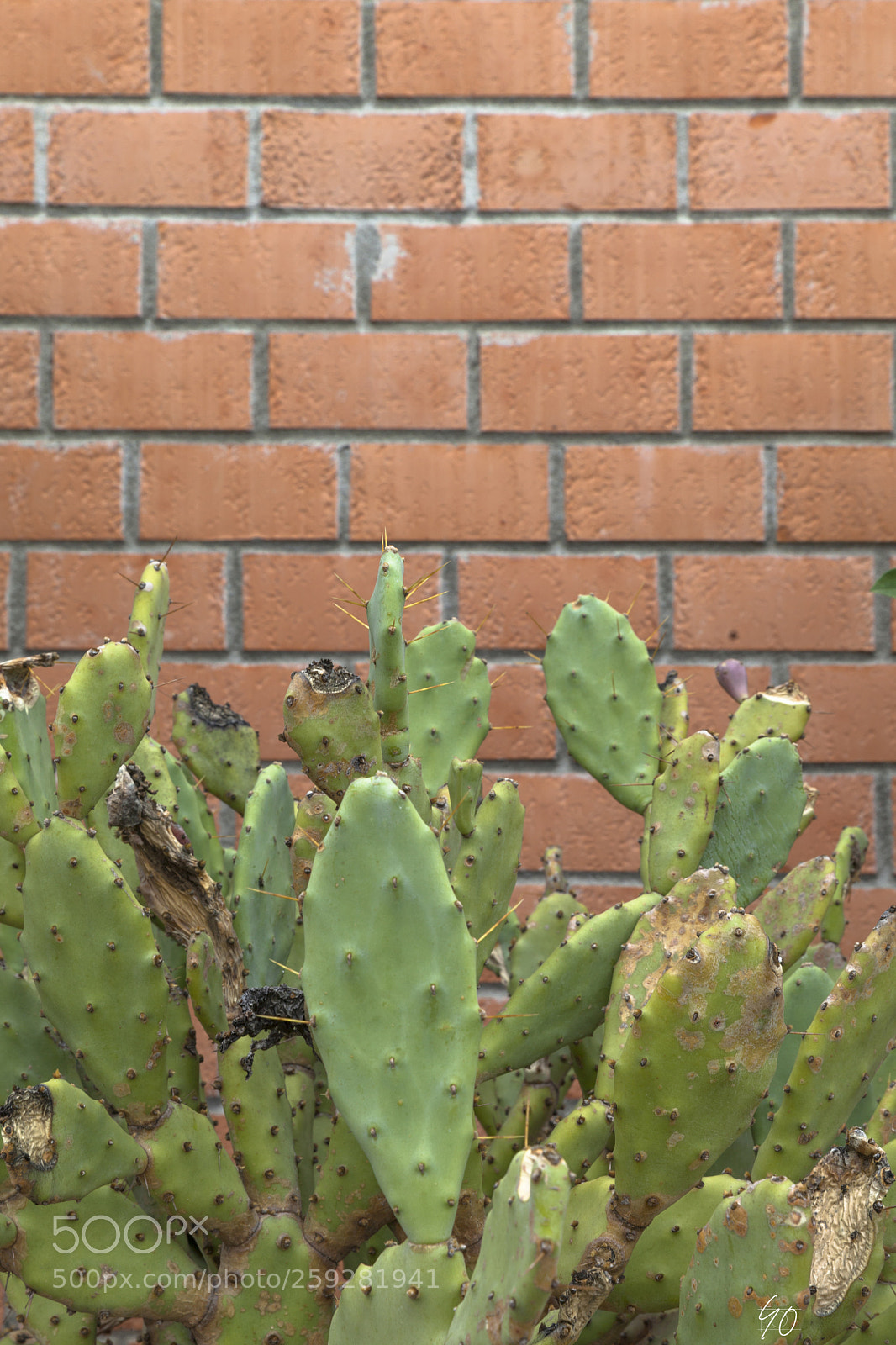 Canon EOS 5D Mark II sample photo. Cactus photography