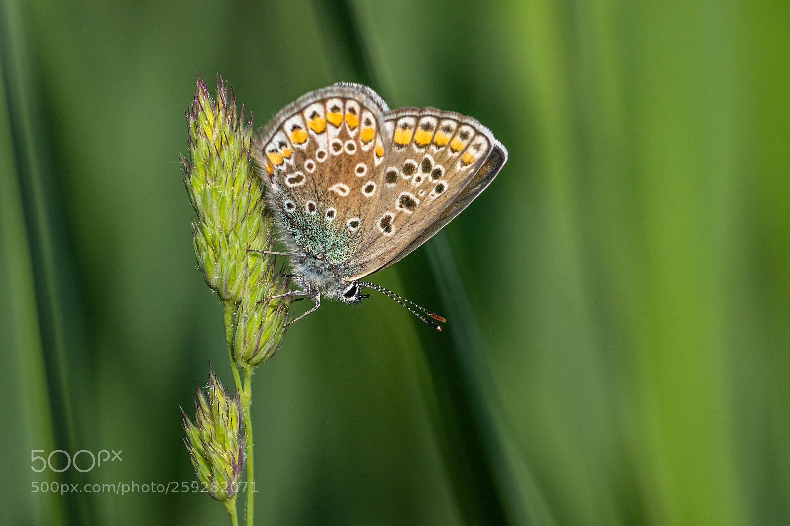 Canon EOS 80D sample photo. Butterfly - schmetterling photography