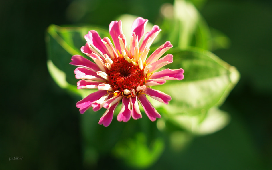 Samsung NX1 sample photo. ... photography