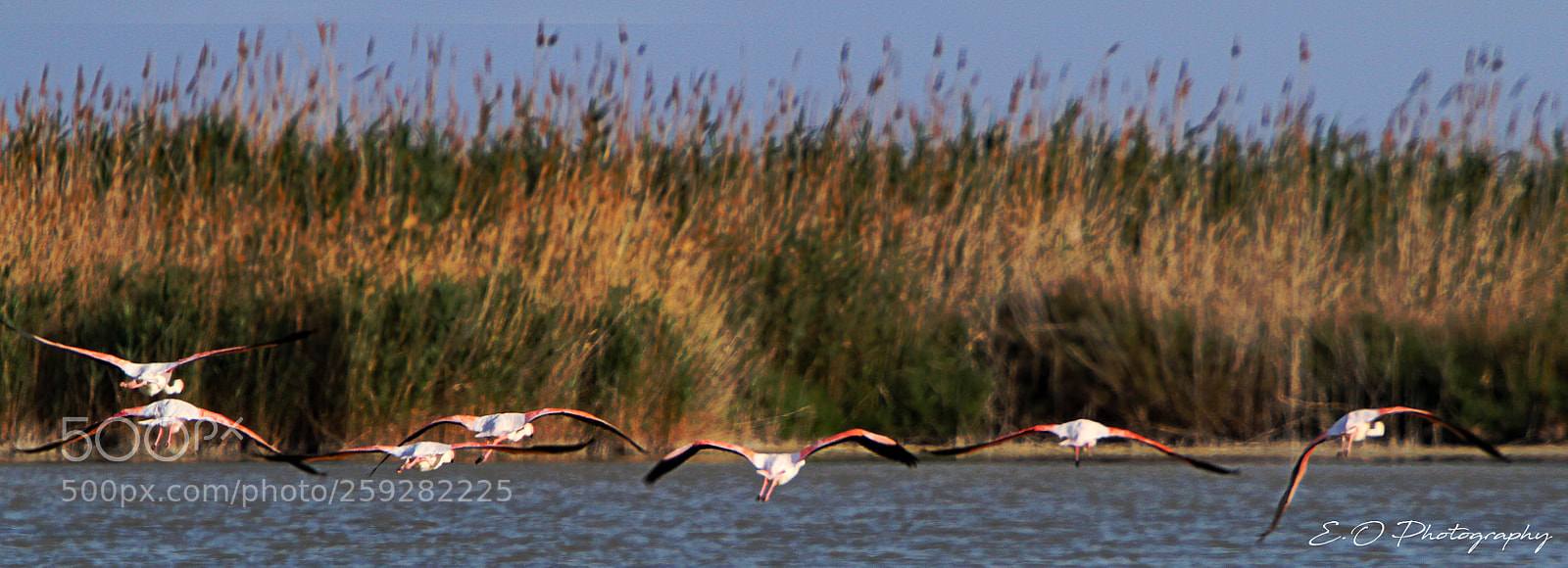 Canon EOS 7D sample photo. Flamingo's take off photography