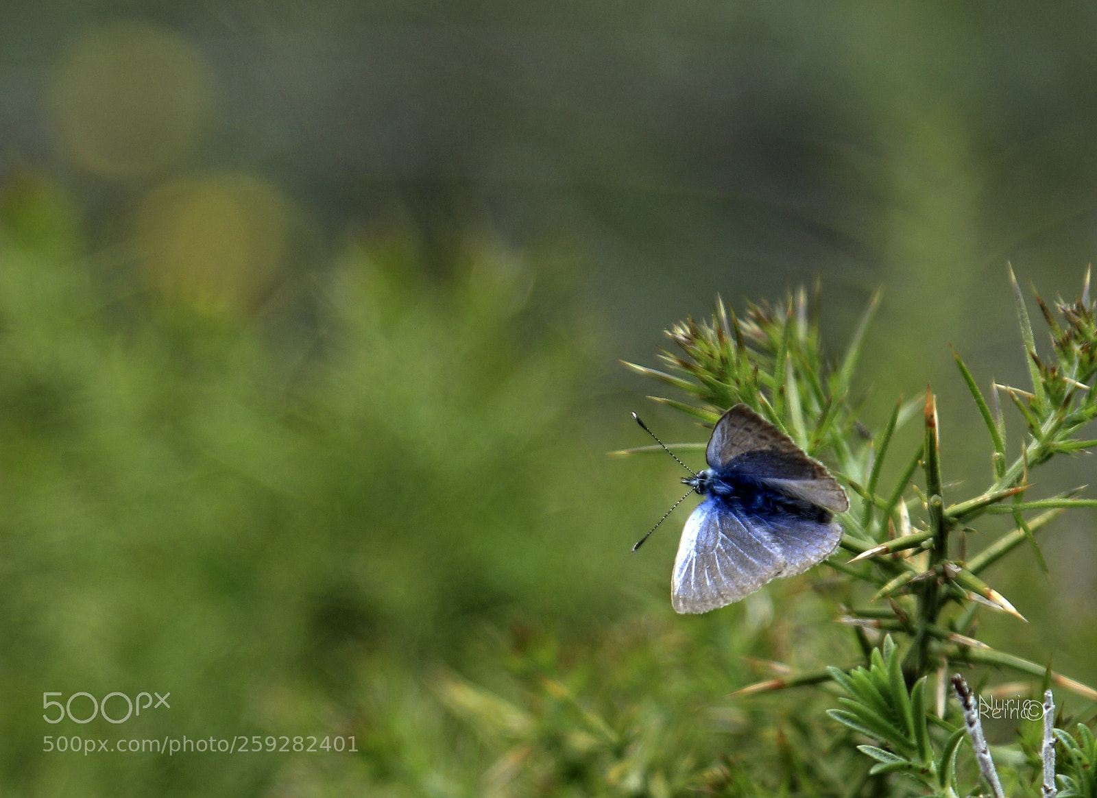 Canon EOS 70D sample photo. Small butterfly photography