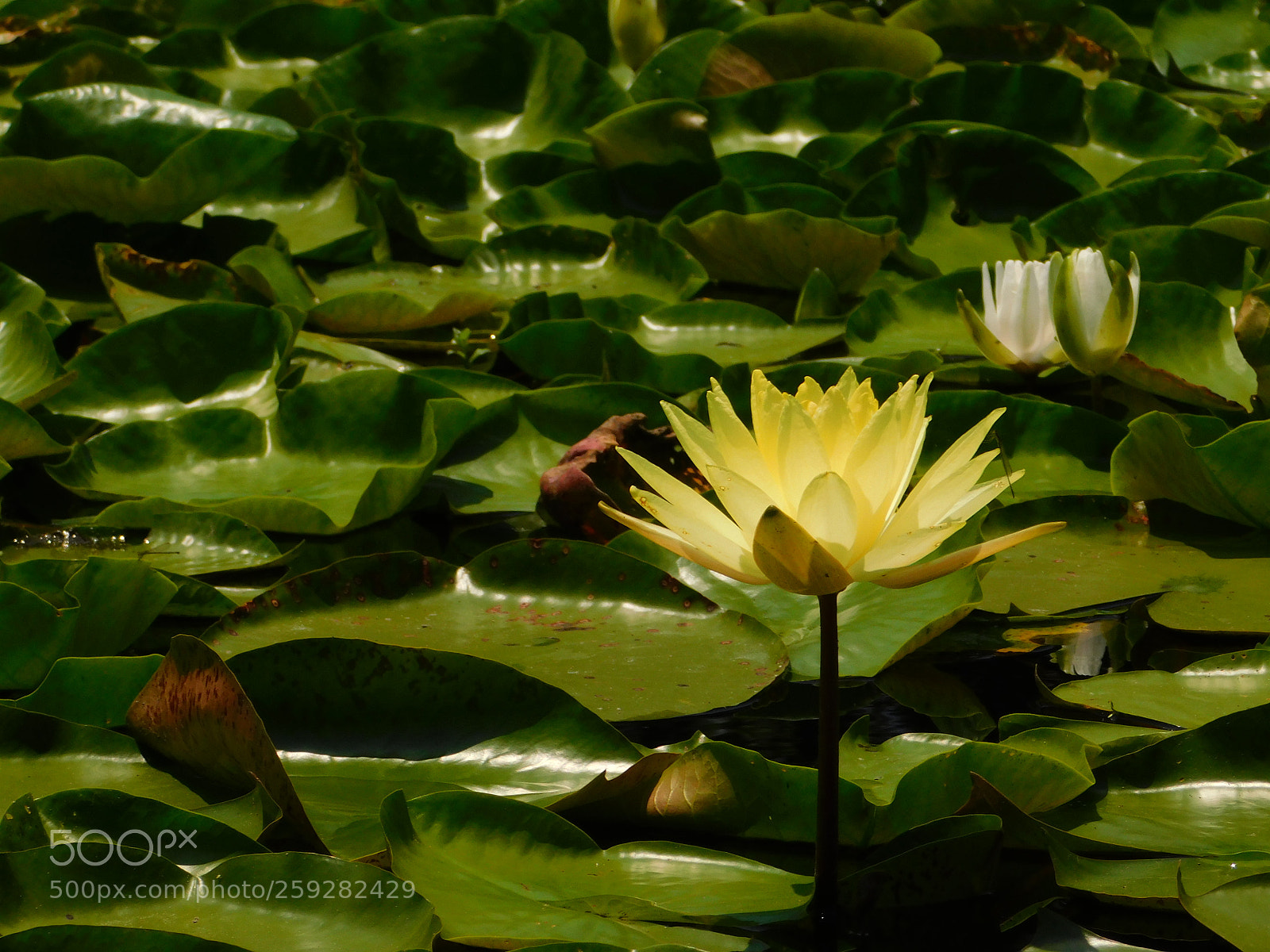 Nikon Coolpix B500 sample photo. Sacred blossom photography