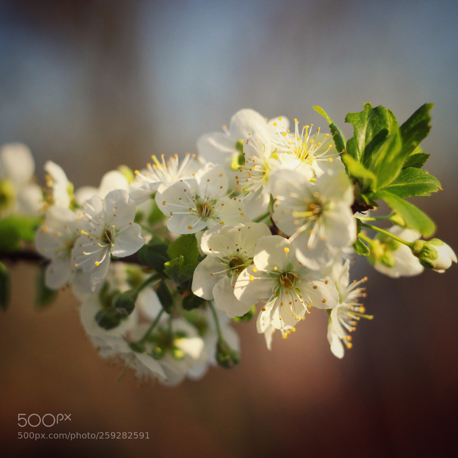 Canon EOS 600D (Rebel EOS T3i / EOS Kiss X5) sample photo. Plum blossom photography